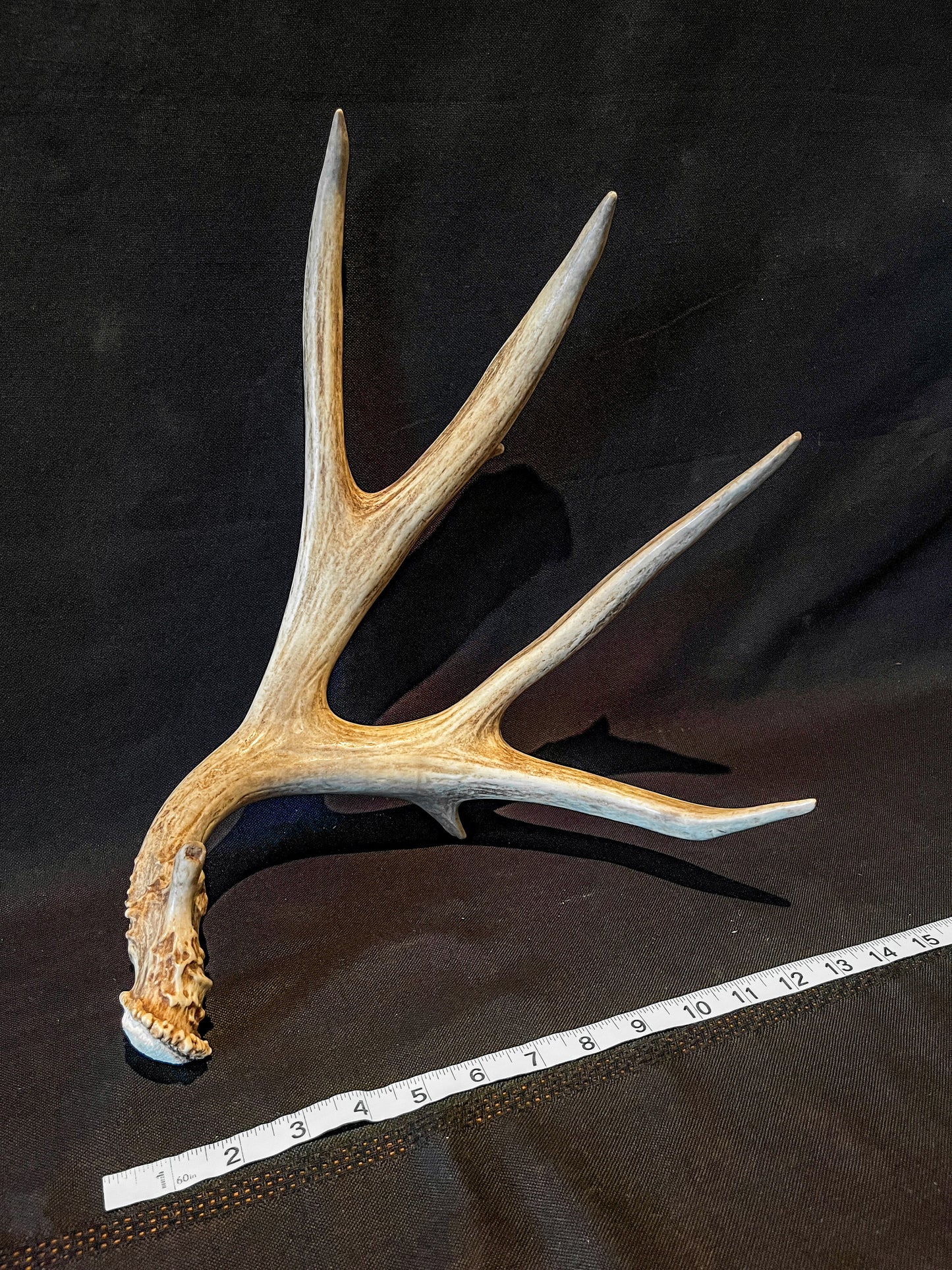 Brown 7 Point Mule deer antler. Large, Rustic style decoration. Cabin and Farm decor centrepiece.