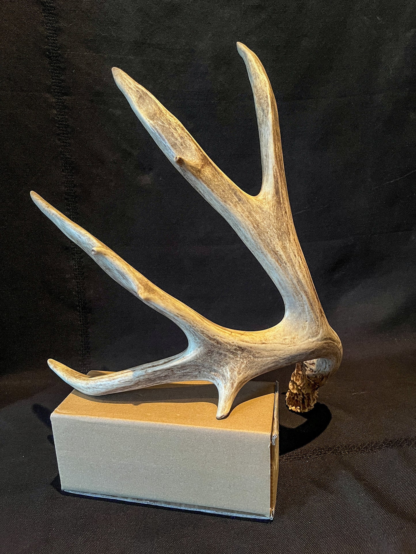 Brown 7 Point Mule deer antler. Large, Rustic style decoration. Cabin and Farm decor centrepiece.