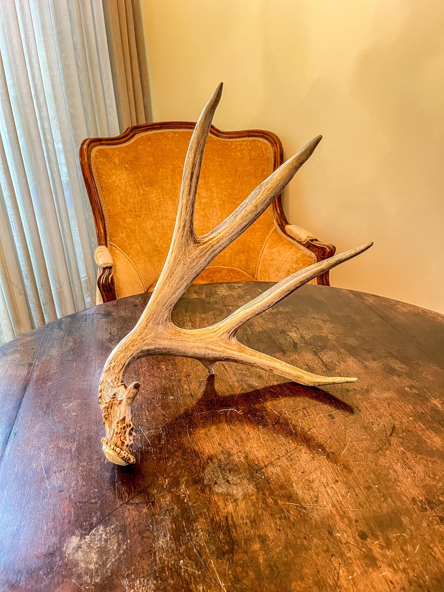 Brown 7 Point Mule deer antler. Large, Rustic style decoration. Cabin and Farm decor centrepiece.