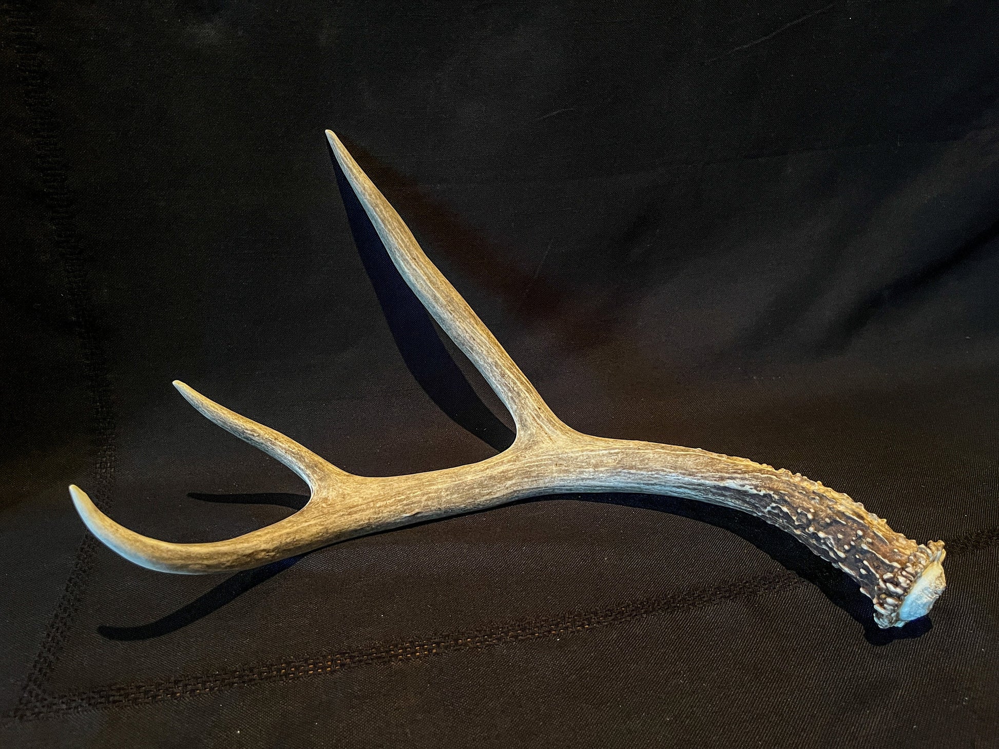 Brown Mule deer antler. Rustic style decoration. Cabin and Farm decor centrepiece. Decor item.