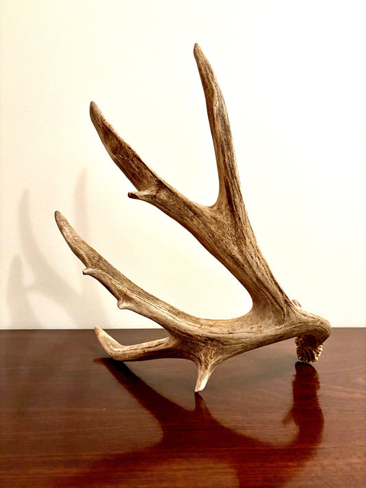 Brown 7 Point Mule deer antler. Large, Rustic style decoration. Cabin and Farm decor centrepiece.