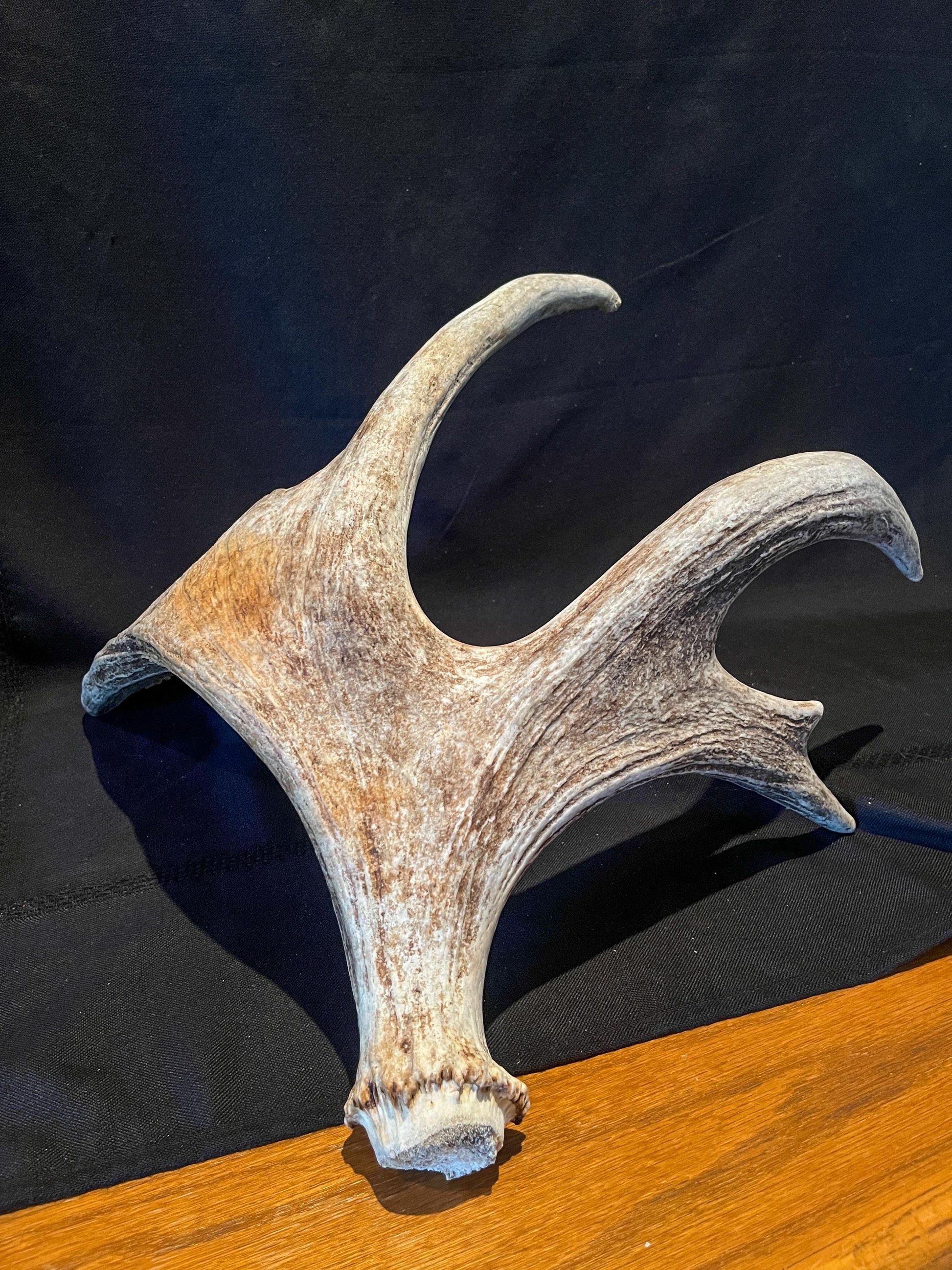 Wild Bull Moose Shed Antler. Interior Design and Decor Item.