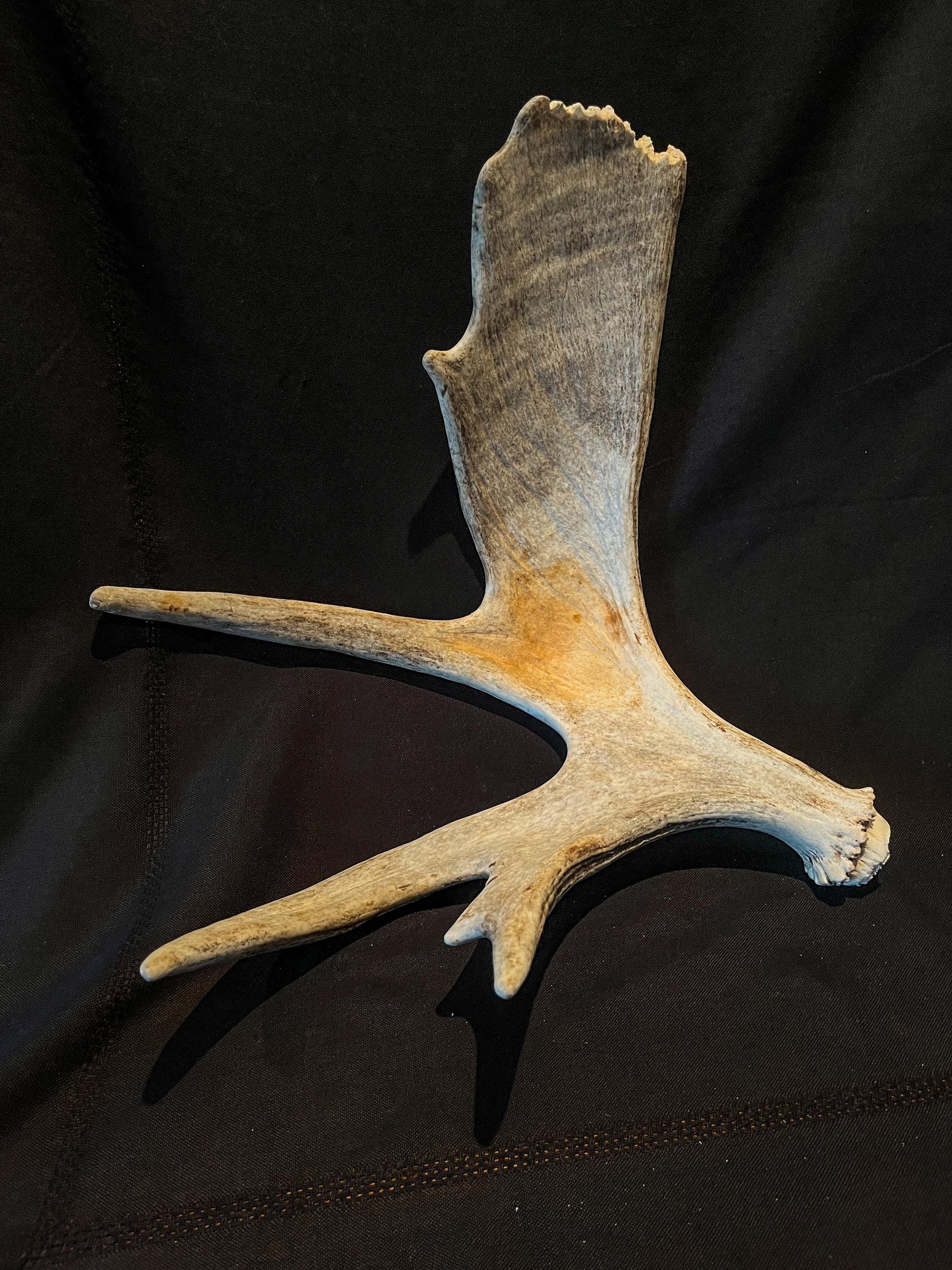 Wild Bull Moose Shed Antler. Interior Design and Decor Item.