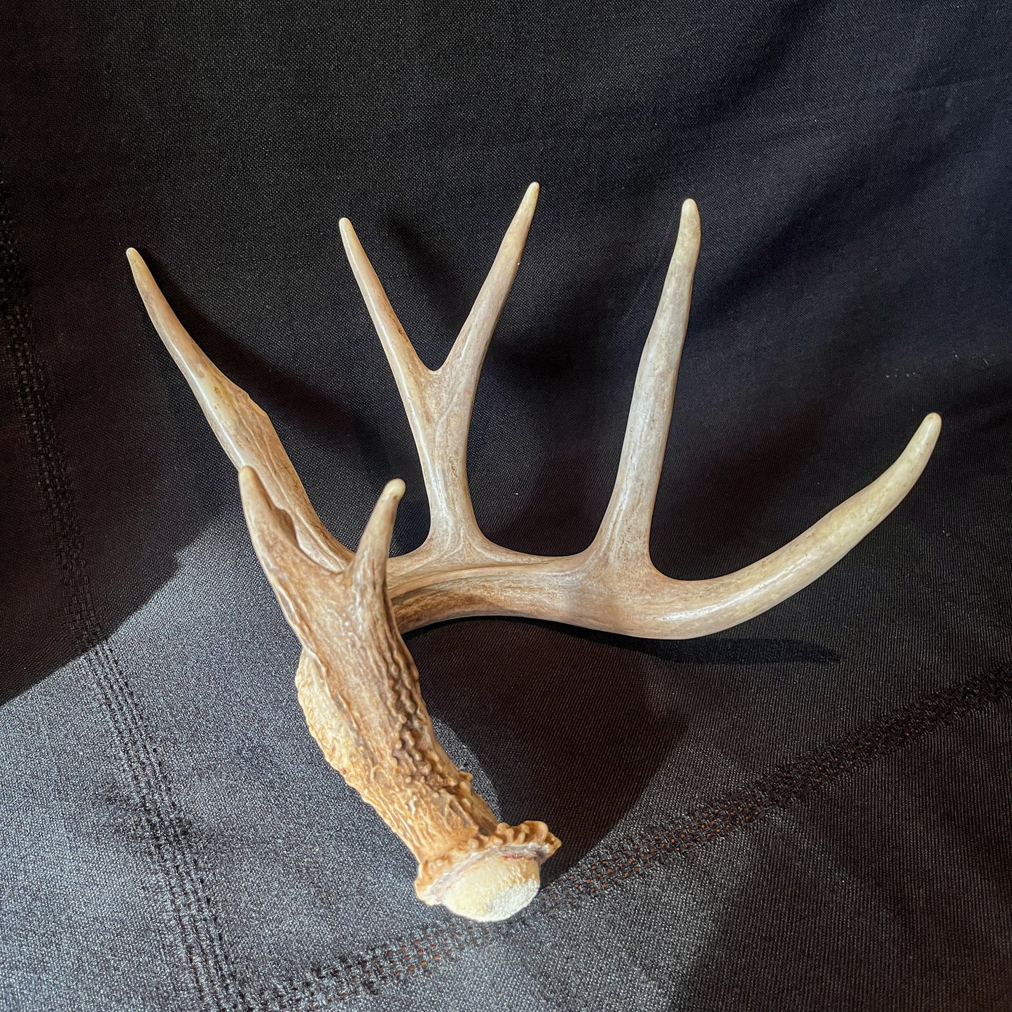 Single White-tailed Deer Antler - Canadian Whitetailed deer Antler. Decor, design, crafting and more!