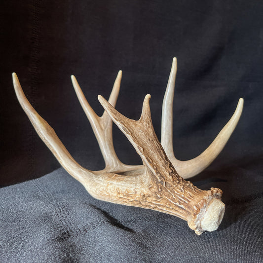 Single White-tailed Deer Antler - Canadian Whitetailed deer Antler. Decor, design, crafting and more!