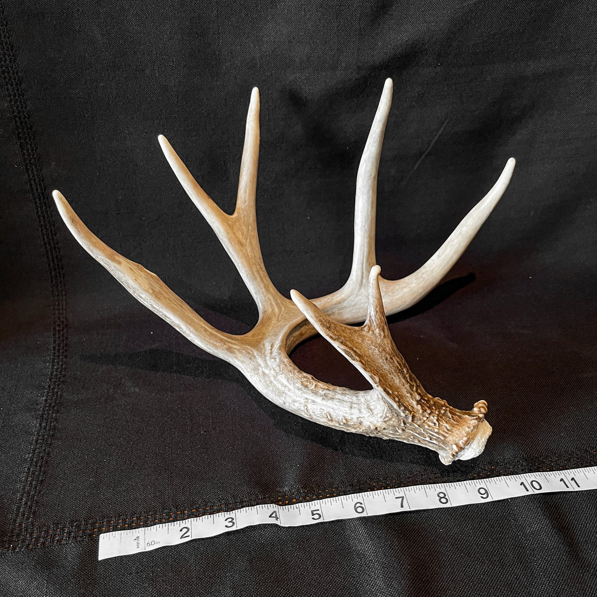 Single White-tailed Deer Antler - Canadian Whitetailed deer Antler. Decor, design, crafting and more!