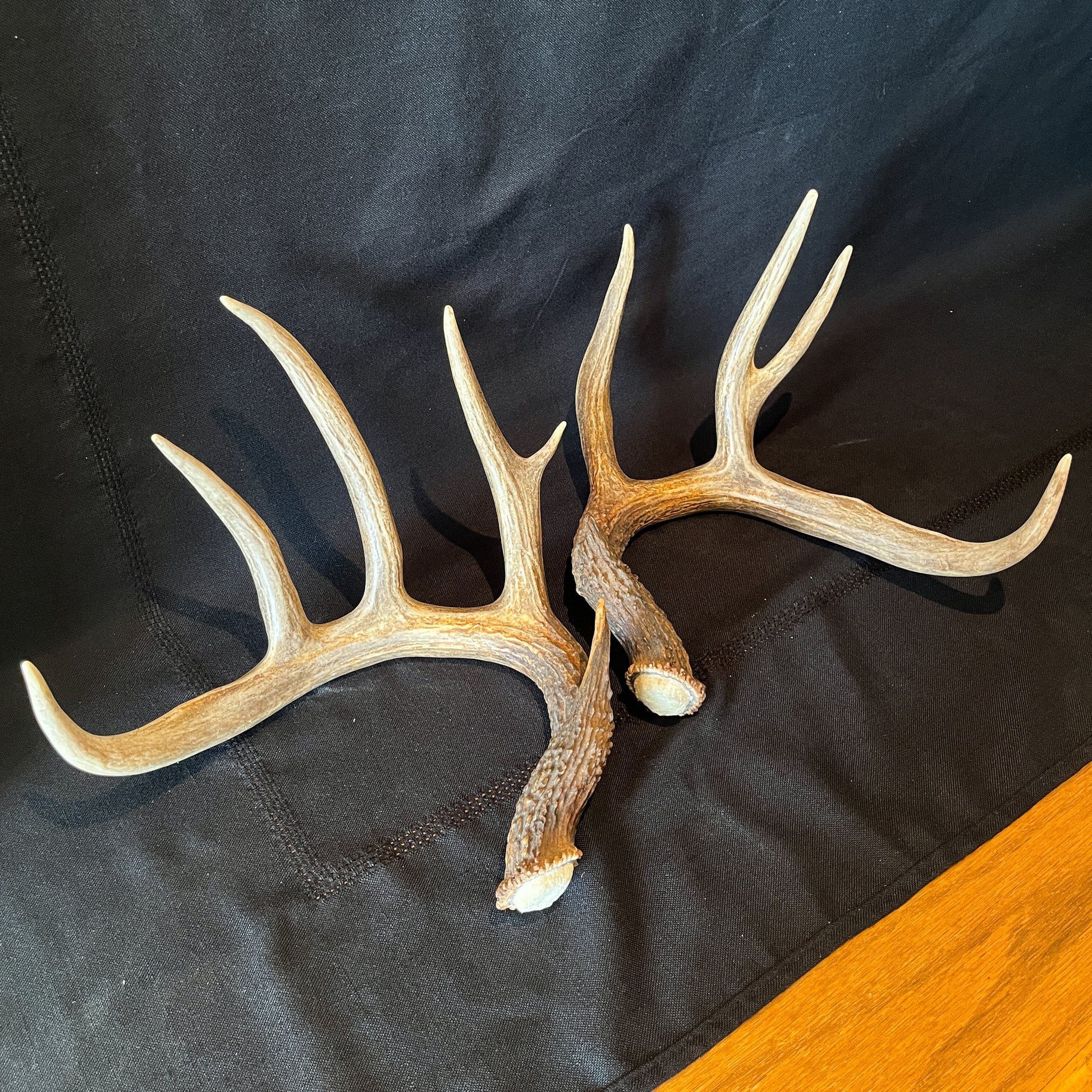 Deer Antlers - matched Whitetailed deer set. Pair of Antlers from an Alberta Whitetailed deer.