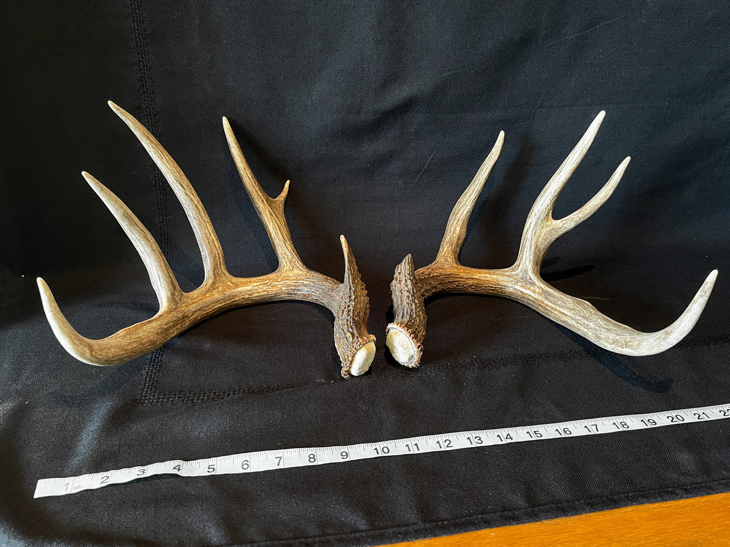 Deer Antlers - matched Whitetailed deer set. Pair of Antlers from an Alberta Whitetailed deer.