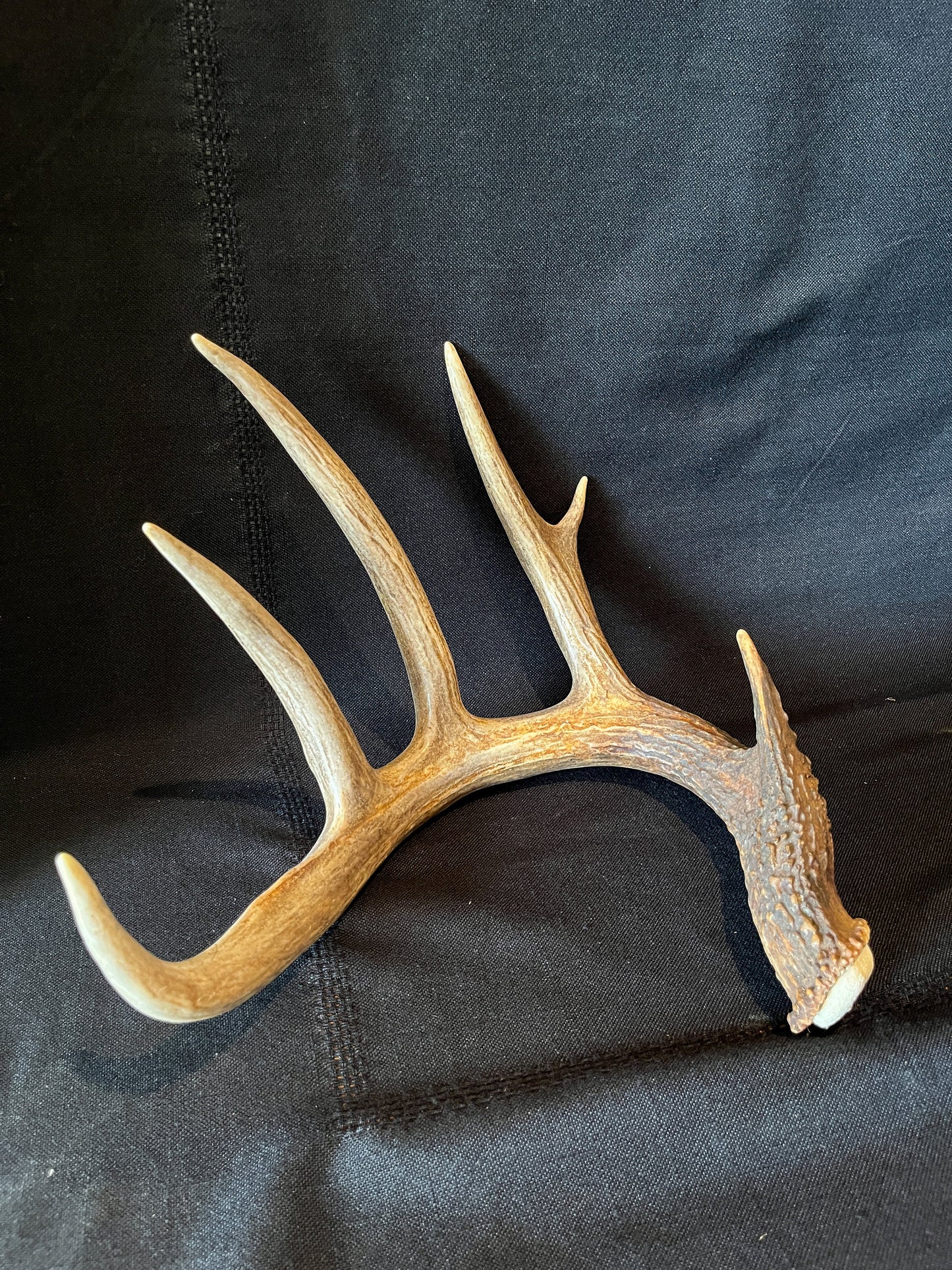 Deer Antlers - matched Whitetailed deer set. Pair of Antlers from an Alberta Whitetailed deer.