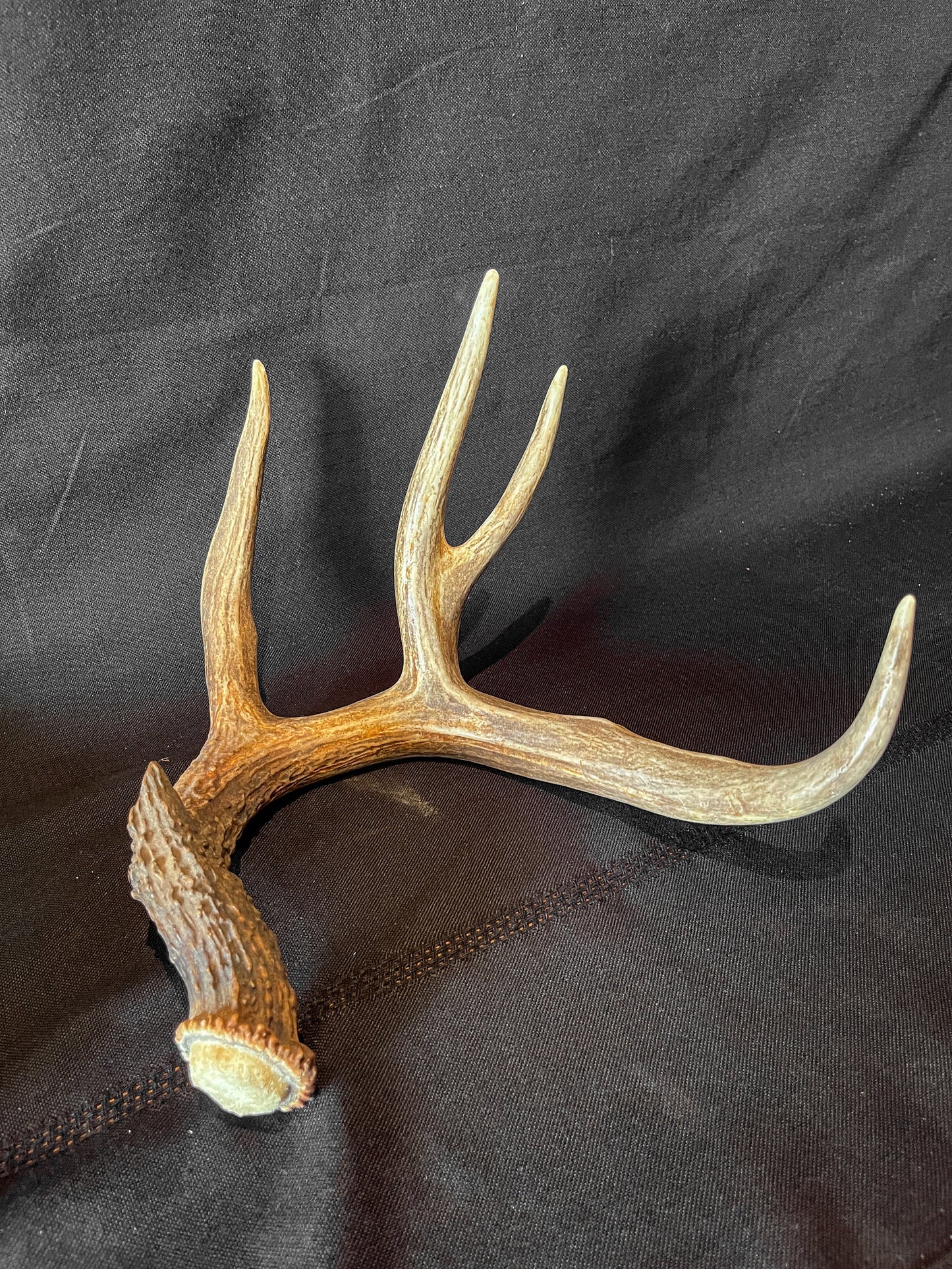 Deer Antlers - matched Whitetailed deer set. Pair of Antlers from an Alberta Whitetailed deer.