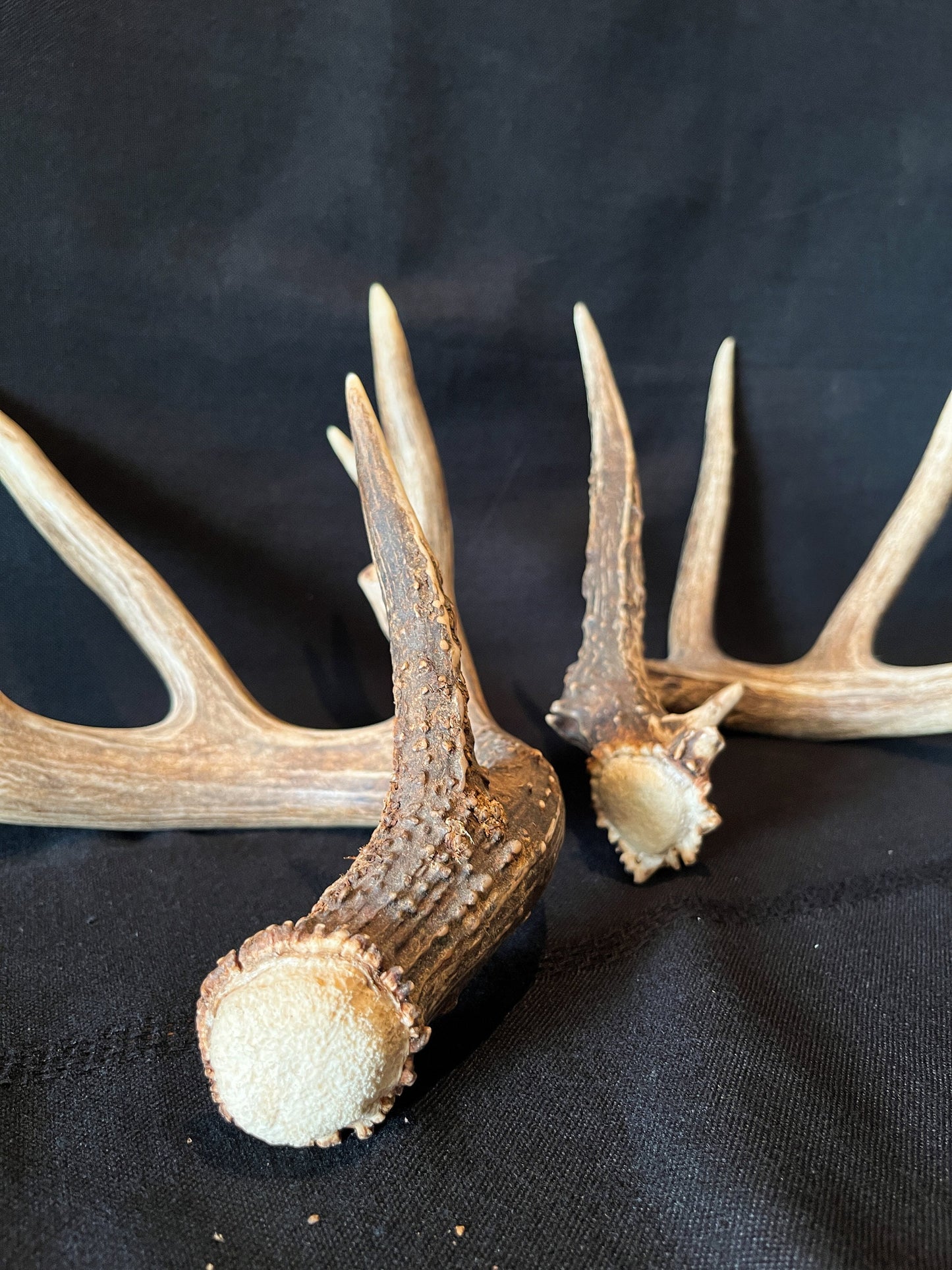 Set of Large Canadian Whitetail Deer Antlers. Gorgreous 6x6 Point Antler Set.