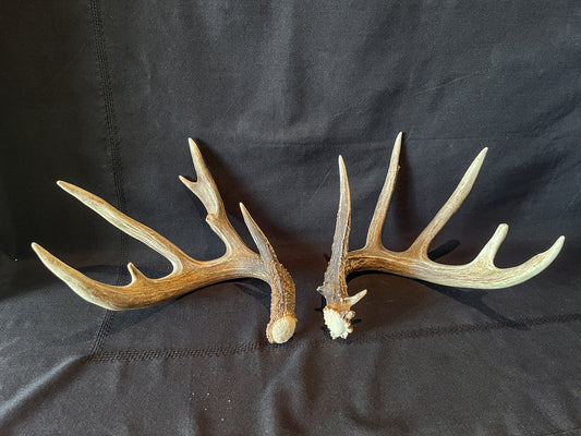 Set of Large Canadian Whitetail Deer Antlers. Gorgreous 6x6 Point Antler Set.