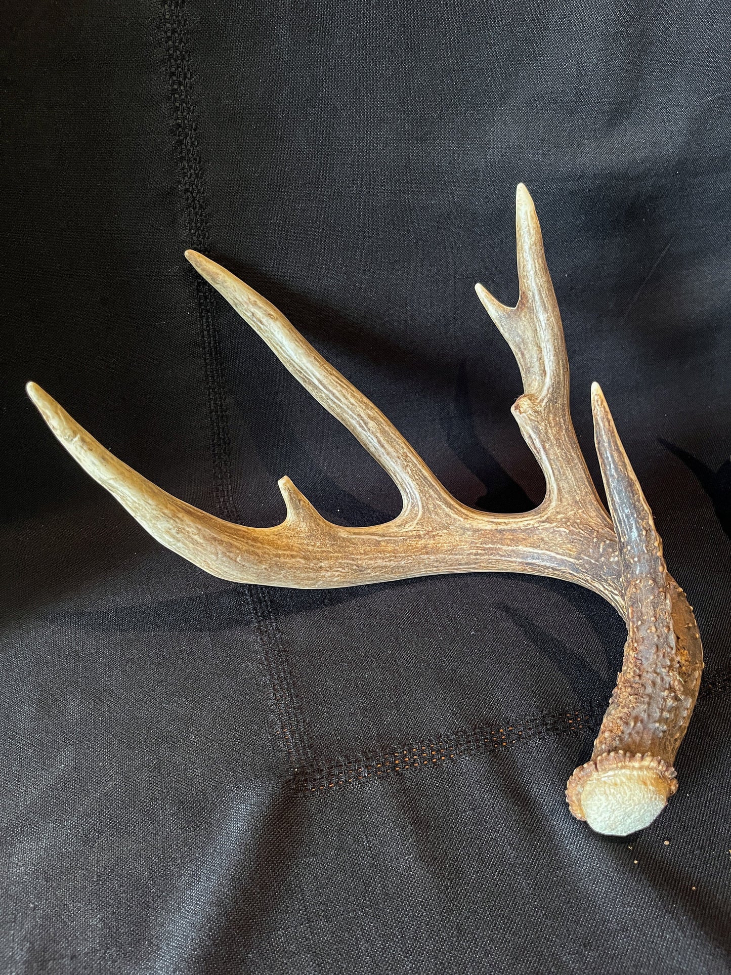 Set of Large Canadian Whitetail Deer Antlers. Gorgreous 6x6 Point Antler Set.