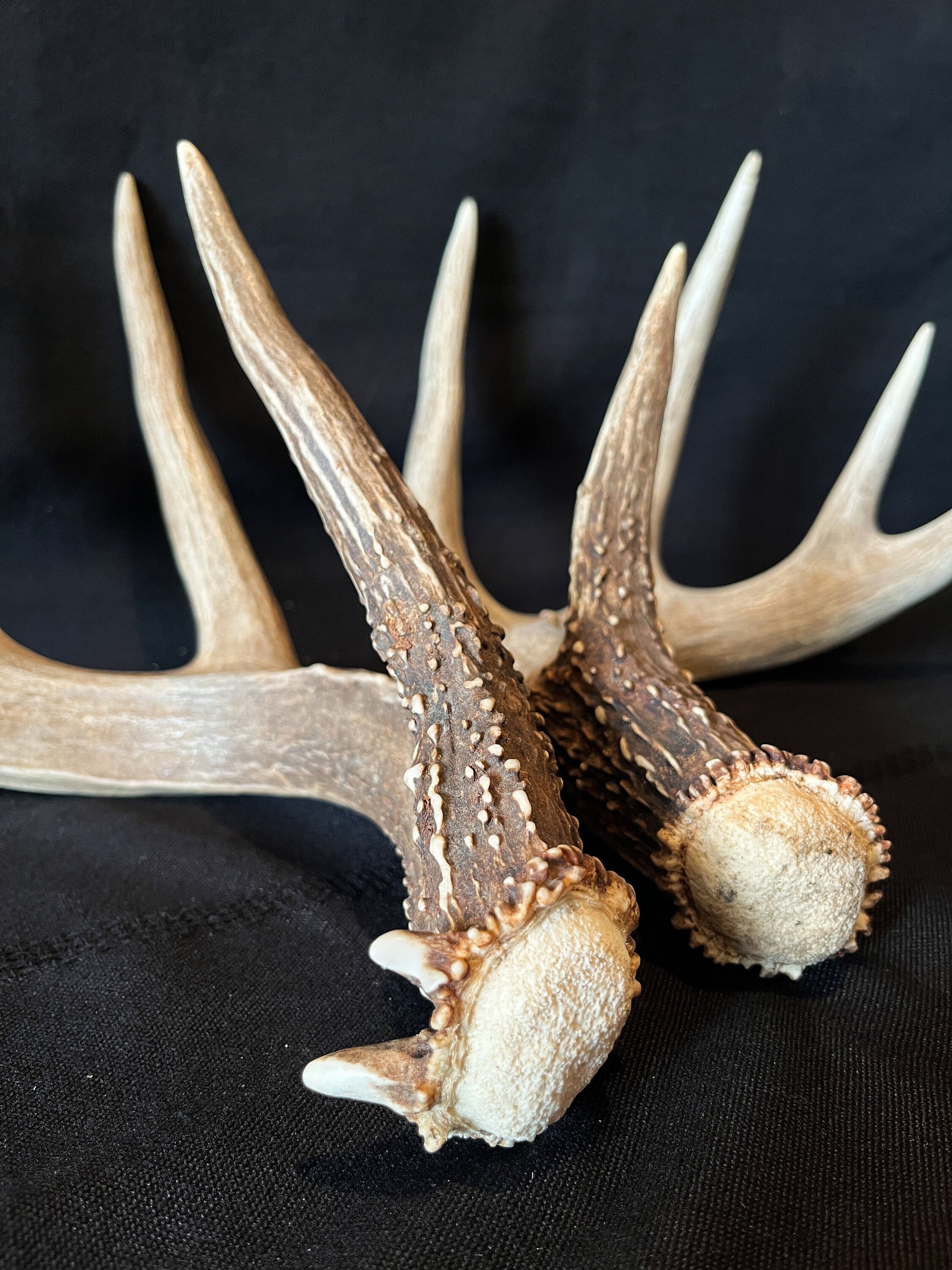 Large Whitetailed deer antler set. Gorgeous Alberta Canada 5x4 pair of Naturally Shed antlers.