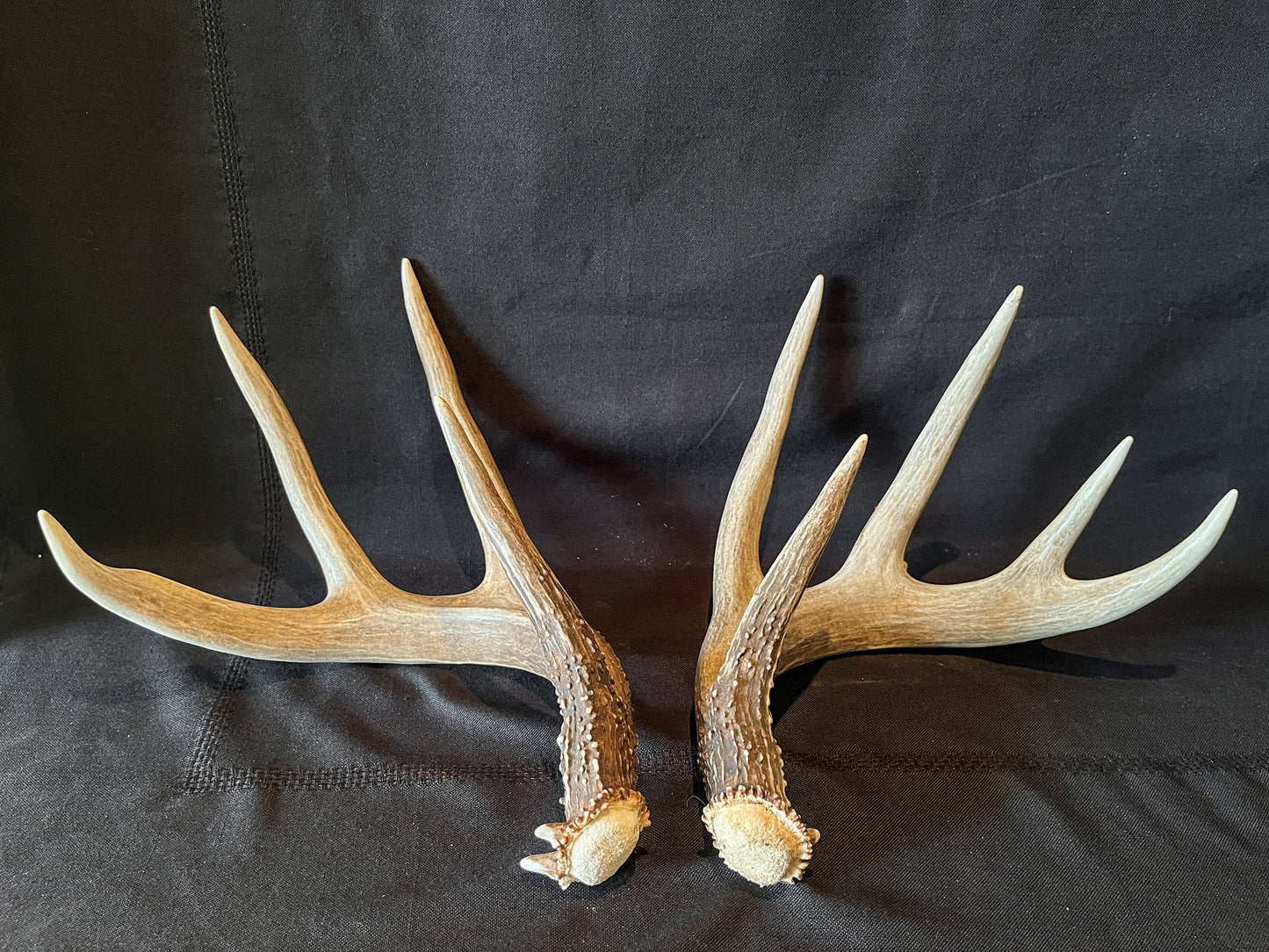 Large Whitetailed deer antler set. Gorgeous Alberta Canada 5x4 pair of Naturally Shed antlers.