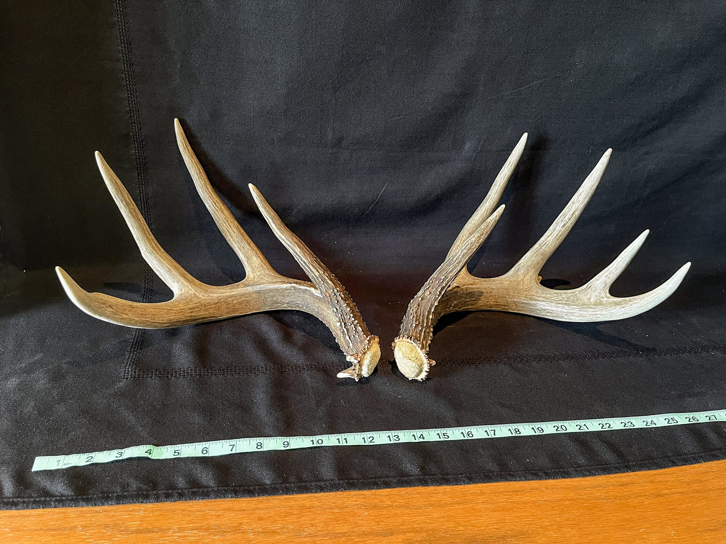 Large Whitetailed deer antler set. Gorgeous Alberta Canada 5x4 pair of Naturally Shed antlers.