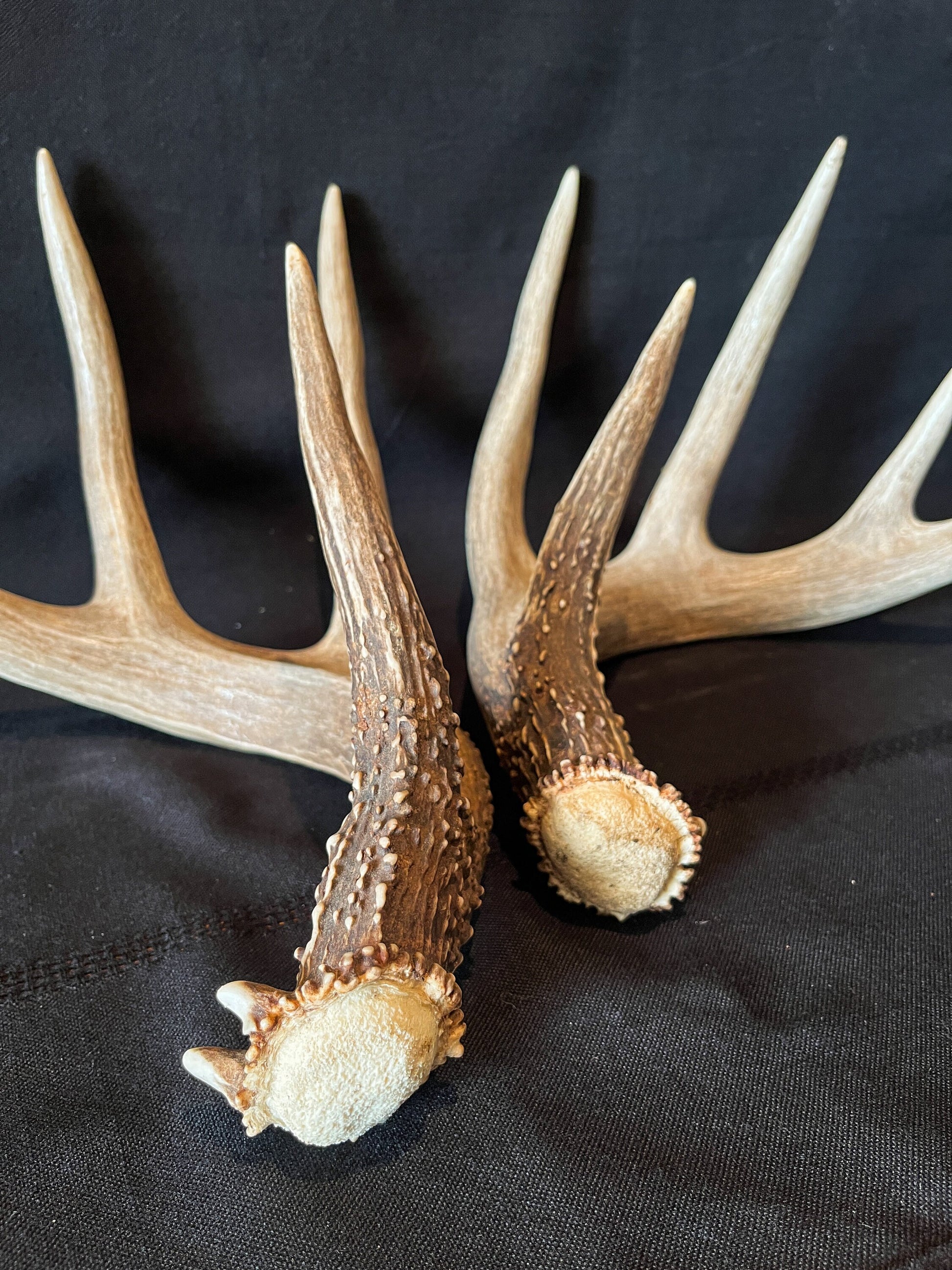 Large Whitetailed deer antler set. Gorgeous Alberta Canada 5x4 pair of Naturally Shed antlers.