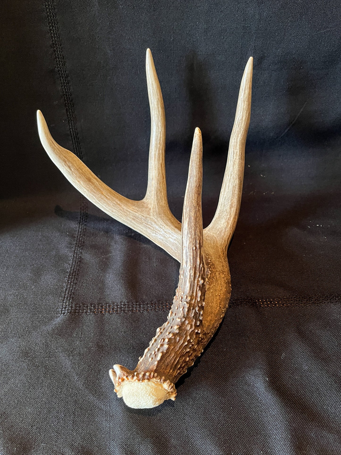 Large Whitetailed deer antler set. Gorgeous Alberta Canada 5x4 pair of Naturally Shed antlers.