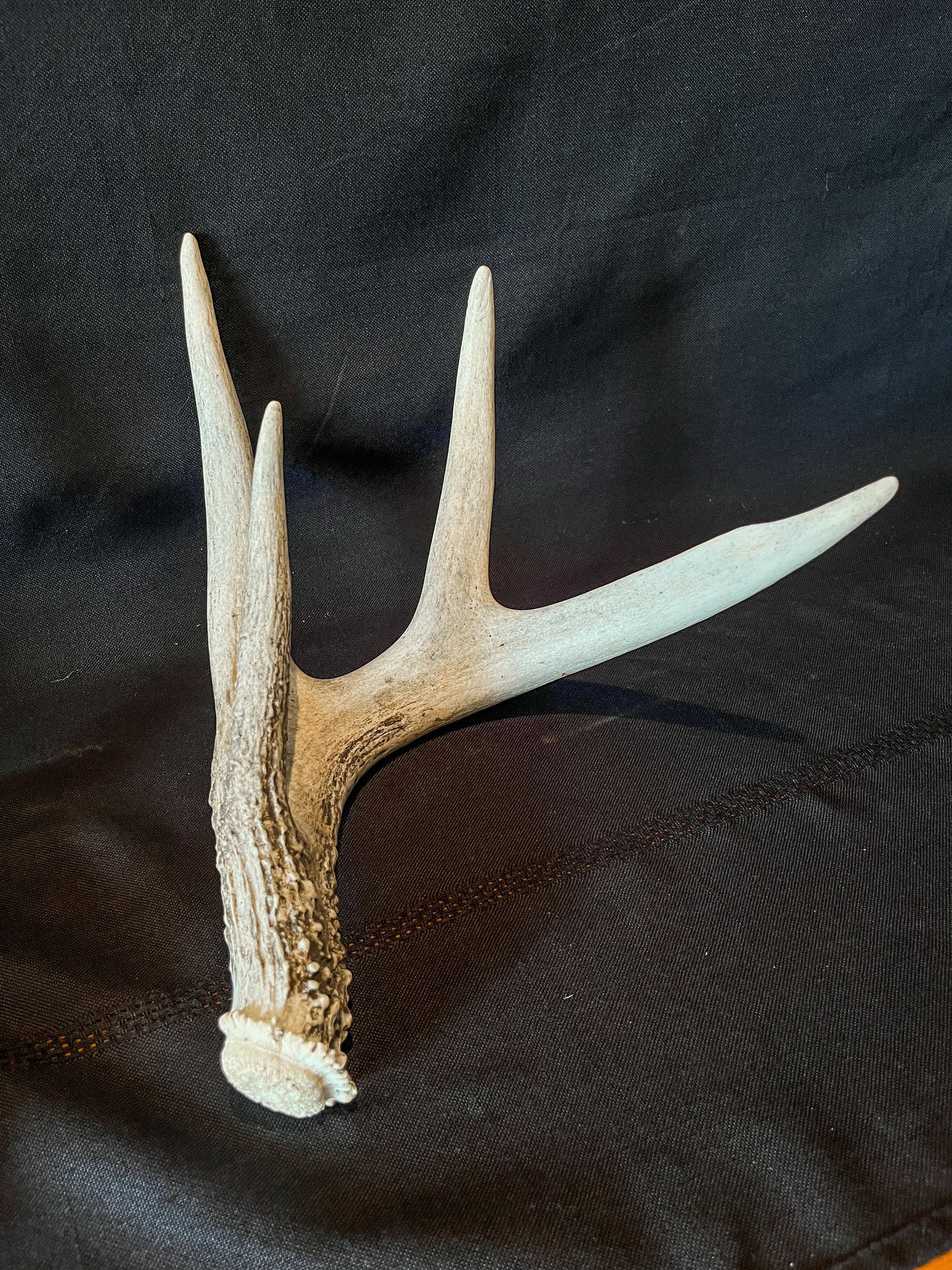 Deer Antlers - Matched shed antler set from the same Whitetail deer. Crafting. Farmhouse, Rustic Decor.