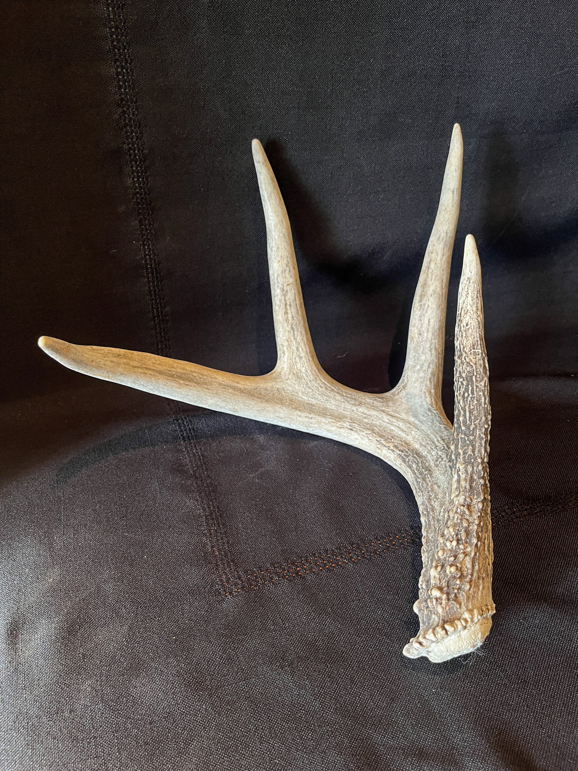 Deer Antlers - Matched shed antler set from the same Whitetail deer. Crafting. Farmhouse, Rustic Decor.