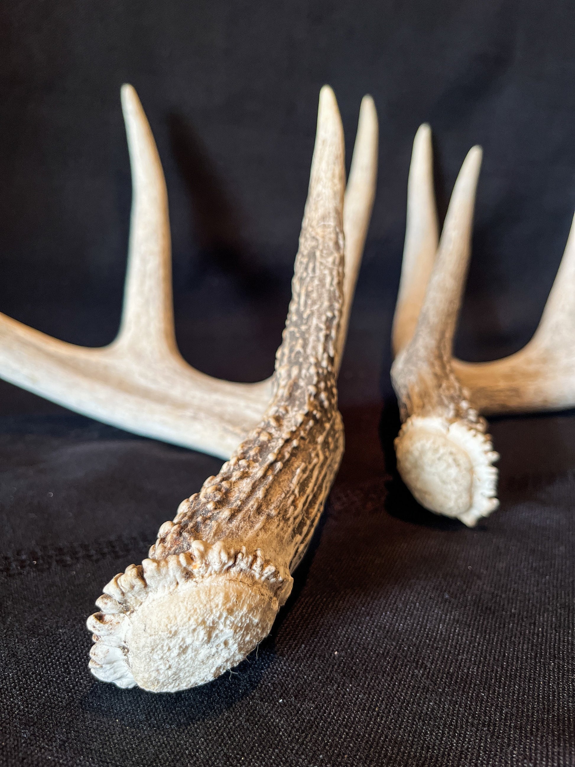 Deer Antlers - Matched shed antler set from the same Whitetail deer. Crafting. Farmhouse, Rustic Decor.