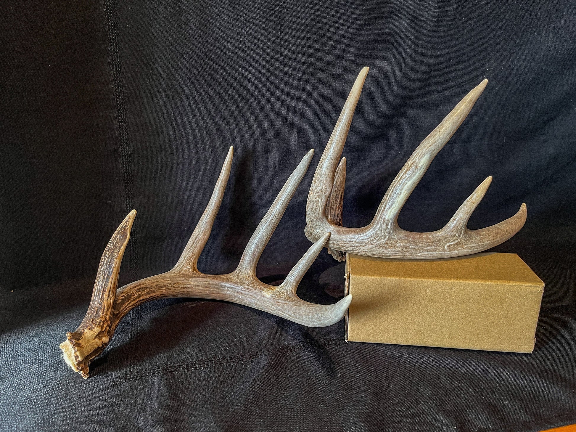 Large Whitetailed deer antler set. A Gorgeous 5x5 point pair of naturally shed Albertan antlers.