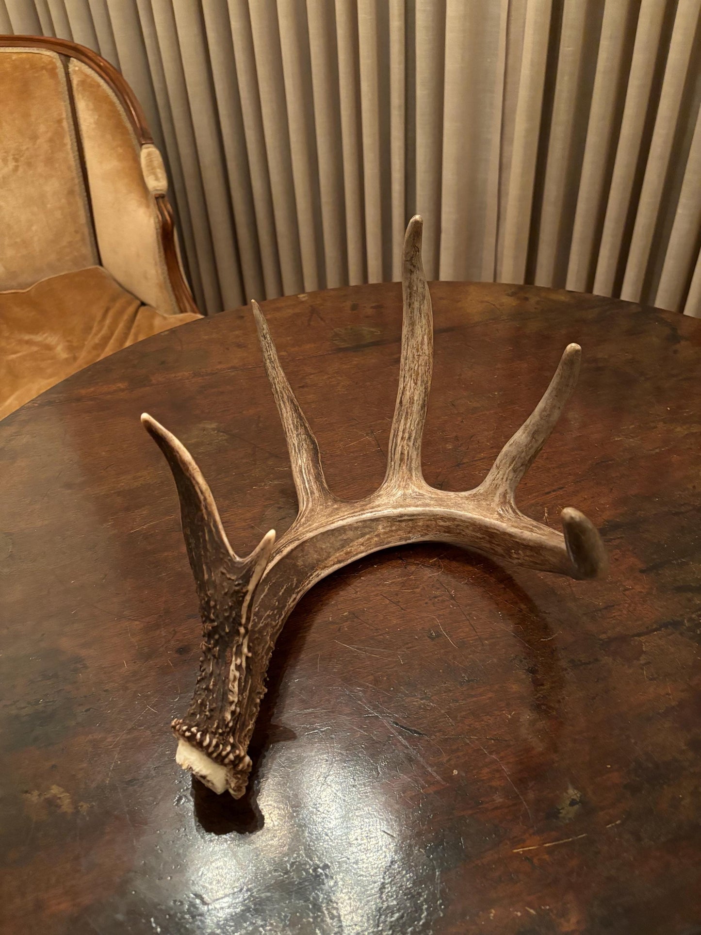 White-tailed Deer Antler - Incredible, wild Canadian antler for decor, design, crafting and more!