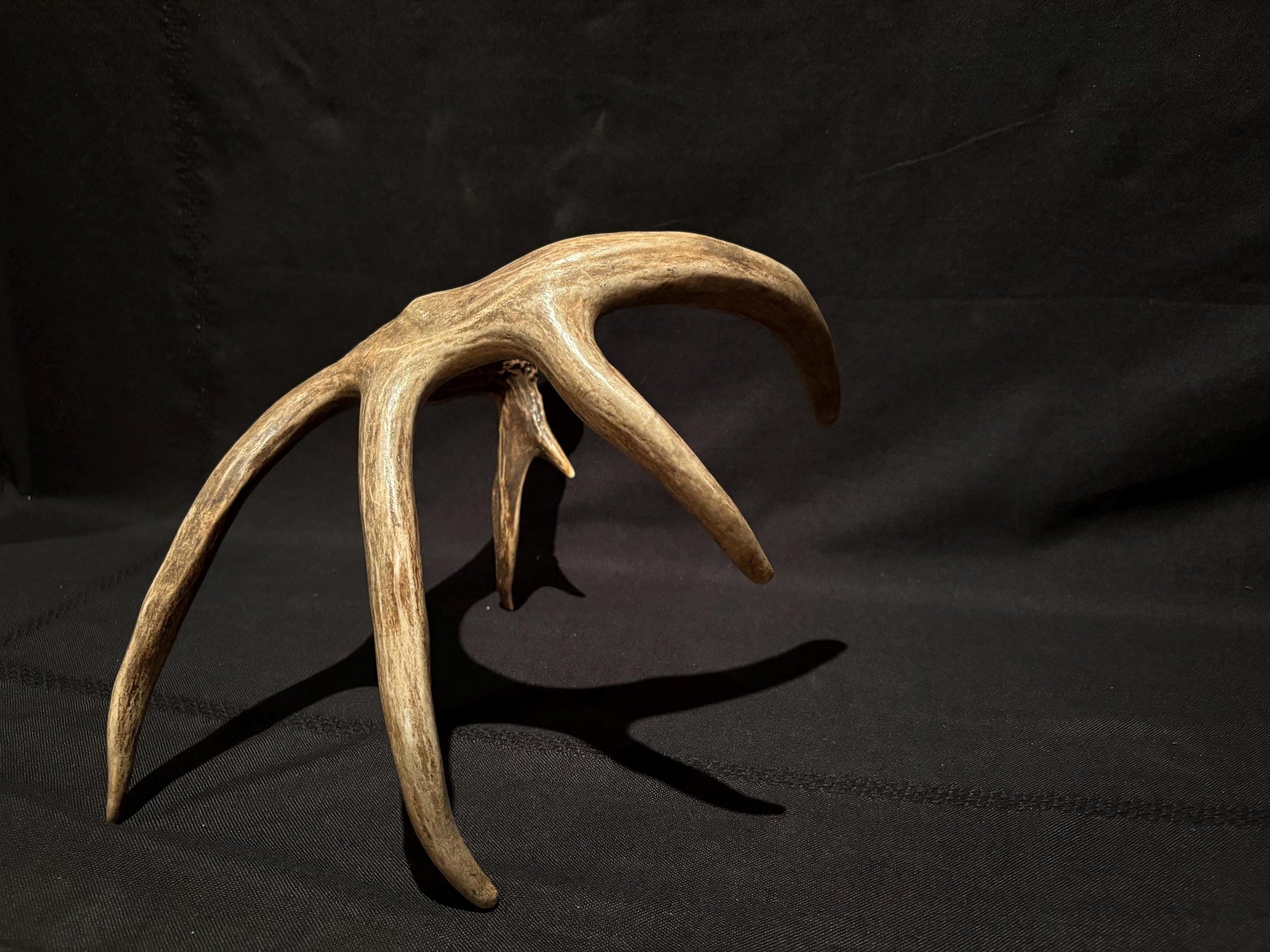 White-tailed Deer Antler - Incredible, wild Canadian antler for decor, design, crafting and more!