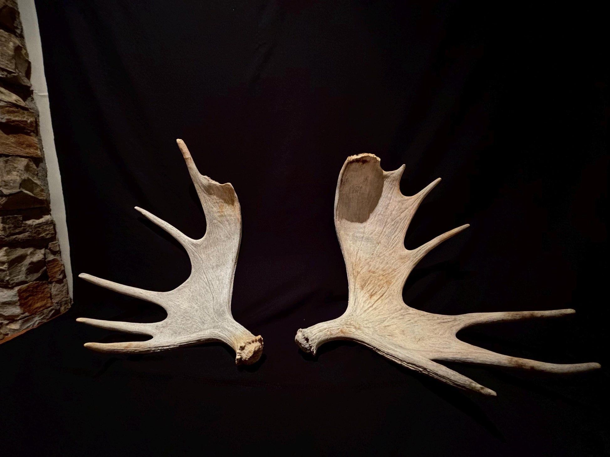 Pair of Moose Antlers. Old, asymmetrical Bull Moose Antlers. Crafting, Decorations and Centrepieces!