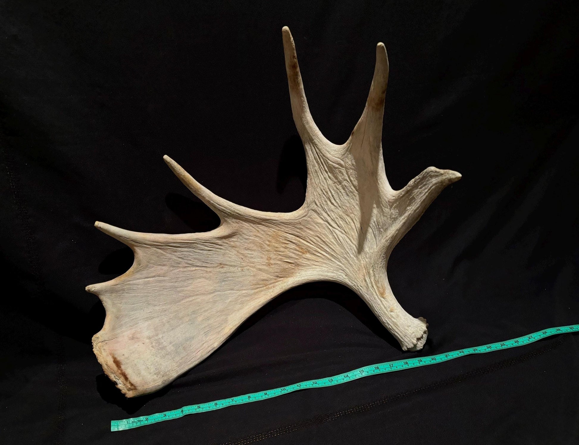 Pair of Moose Antlers. Old, asymmetrical Bull Moose Antlers. Crafting, Decorations and Centrepieces!