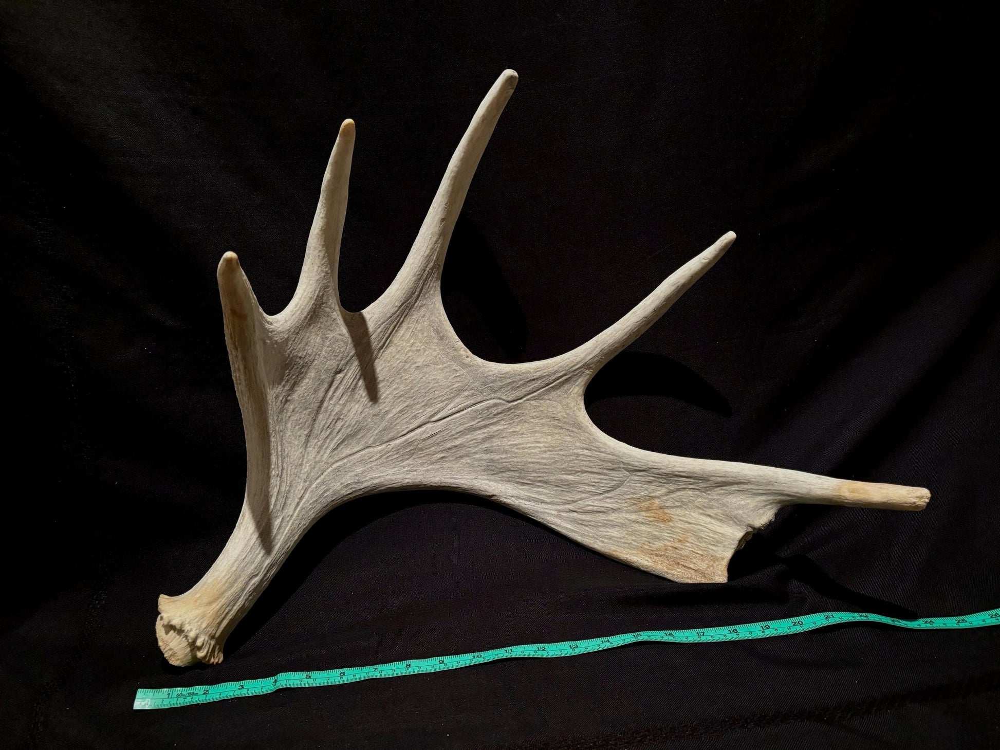 Pair of Moose Antlers. Old, asymmetrical Bull Moose Antlers. Crafting, Decorations and Centrepieces!