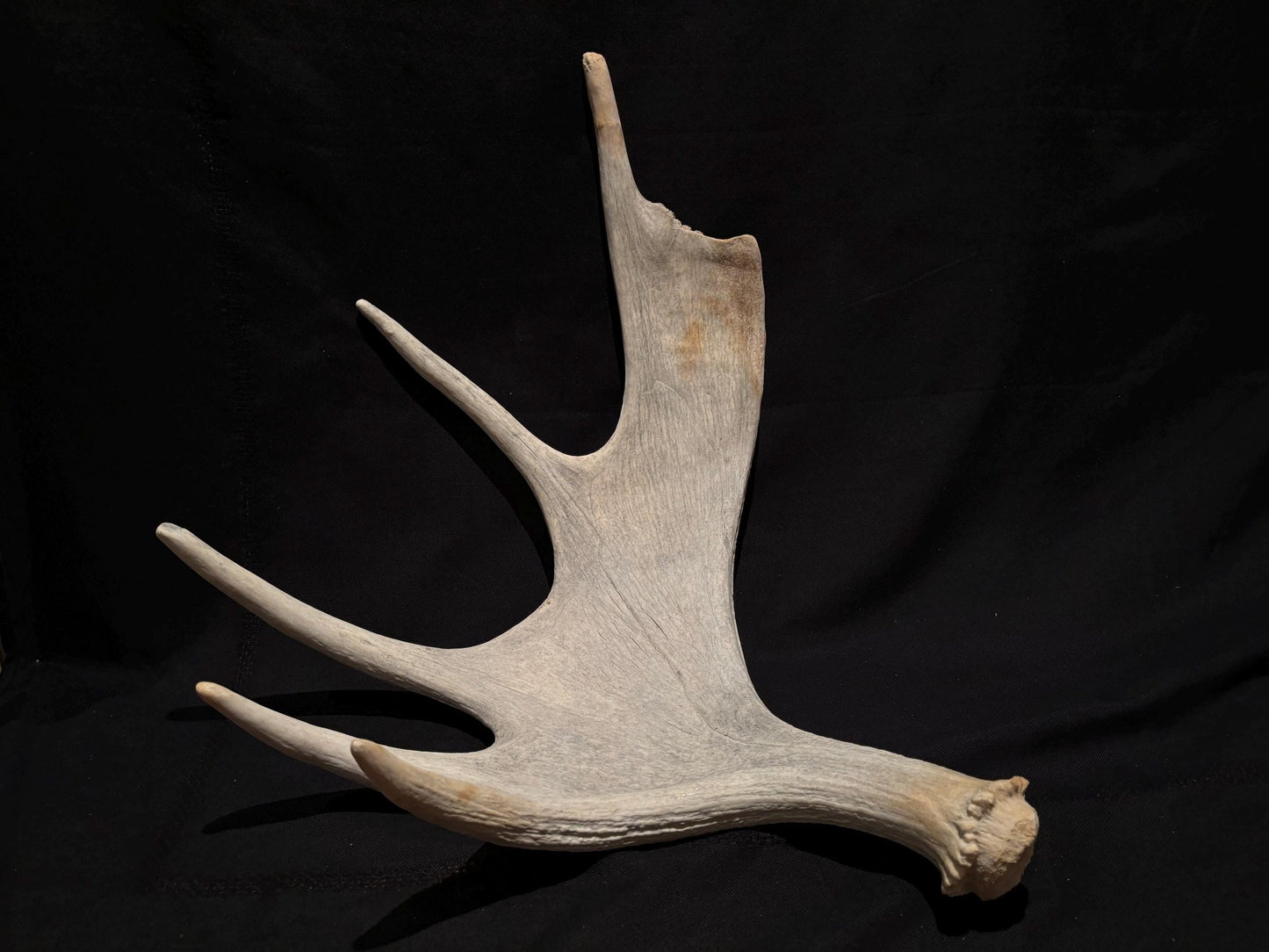 Pair of Moose Antlers. Old, asymmetrical Bull Moose Antlers. Crafting, Decorations and Centrepieces!