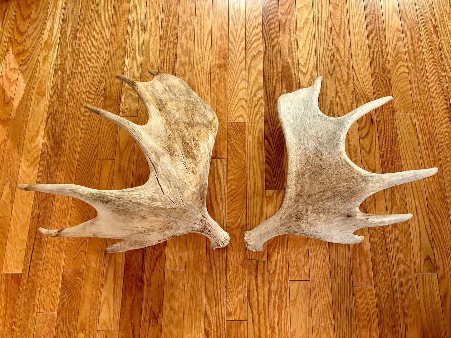 Pair of Moose Antlers. Old, asymmetrical Bull Moose Antlers. Crafting, Decorations and Centrepieces!