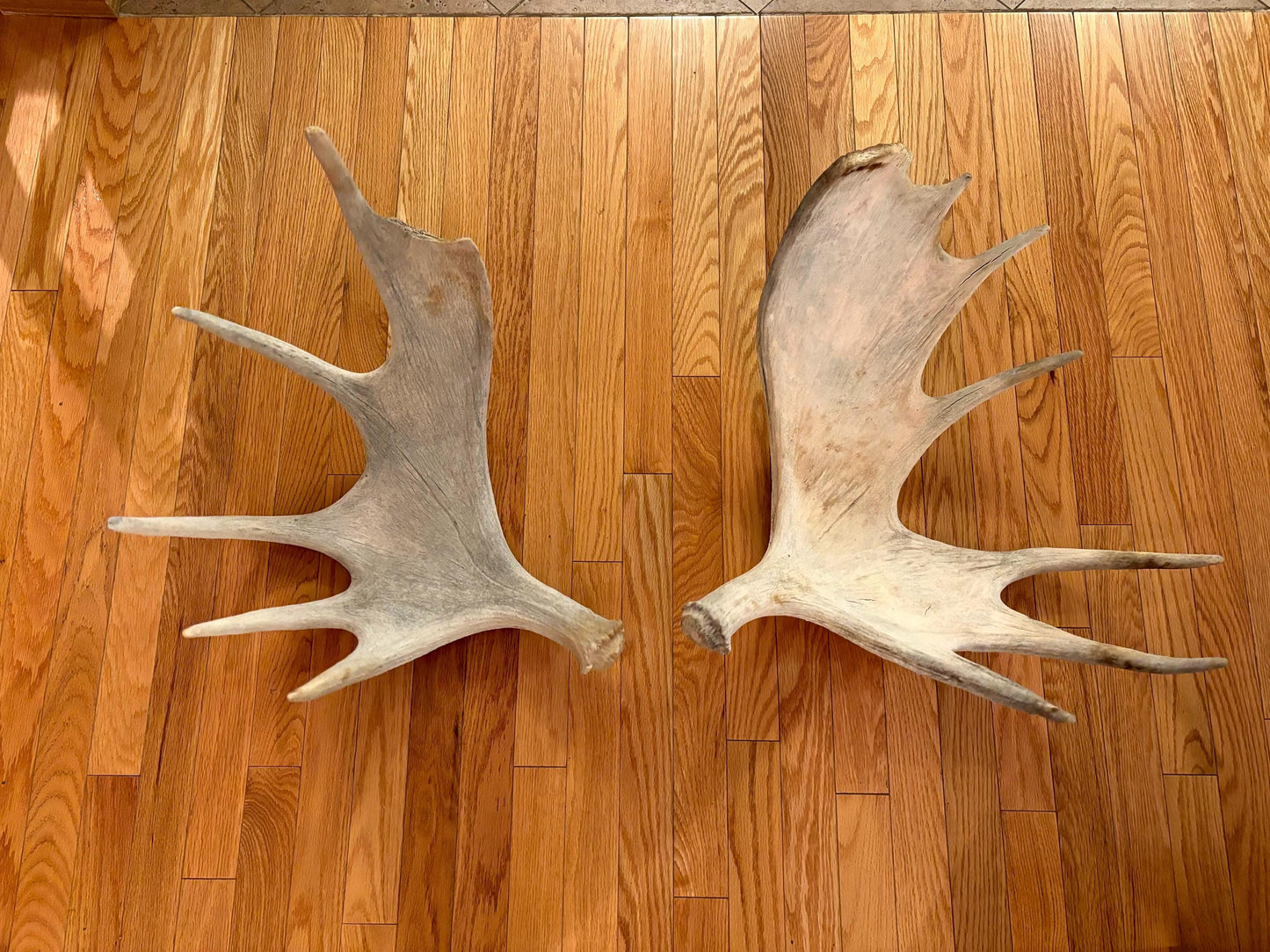 Pair of Moose Antlers. Old, asymmetrical Bull Moose Antlers. Crafting, Decorations and Centrepieces!