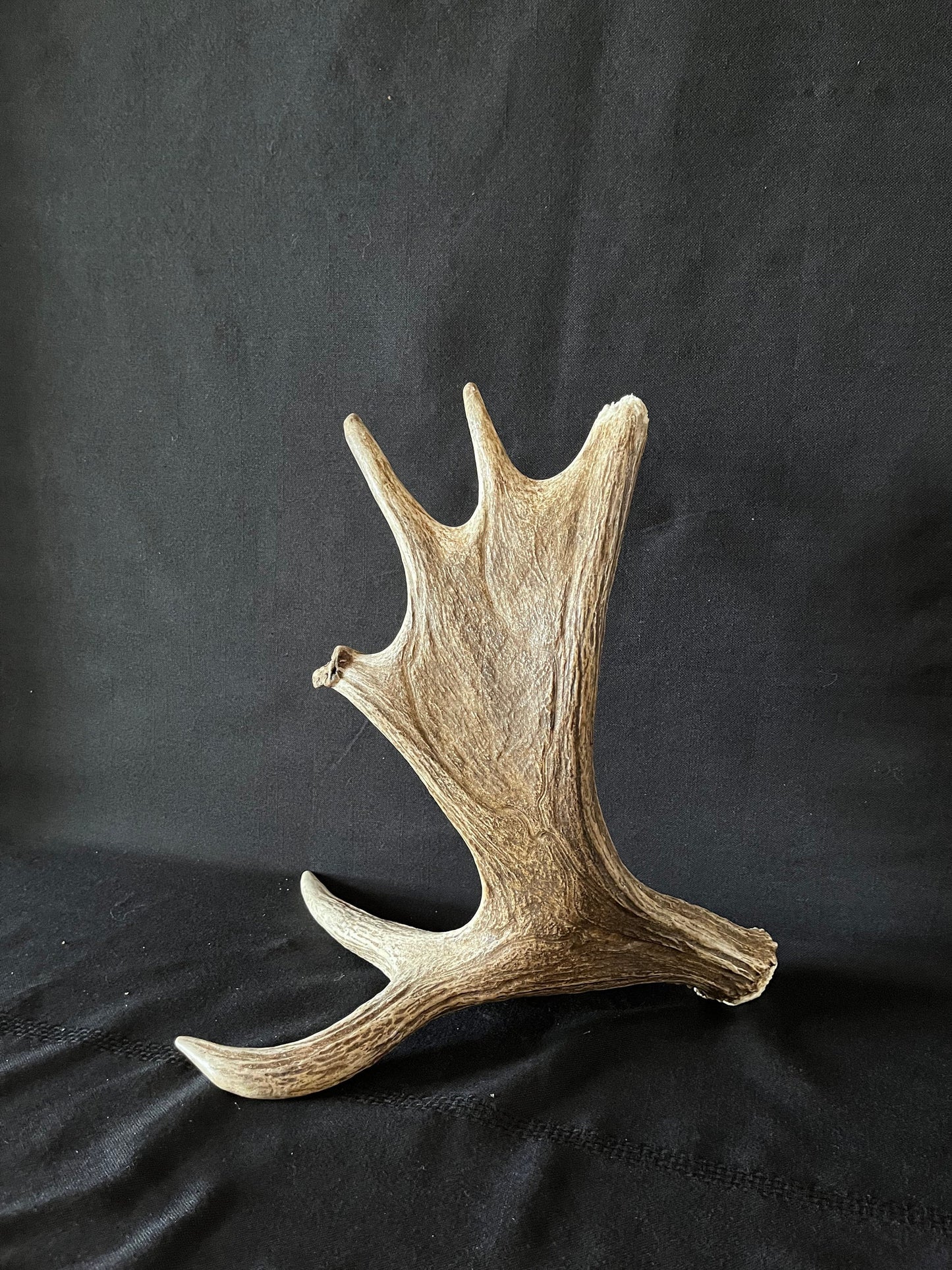 Moose Antler. Bull Moose Antler. Crafting. Decor. Centrepiece.