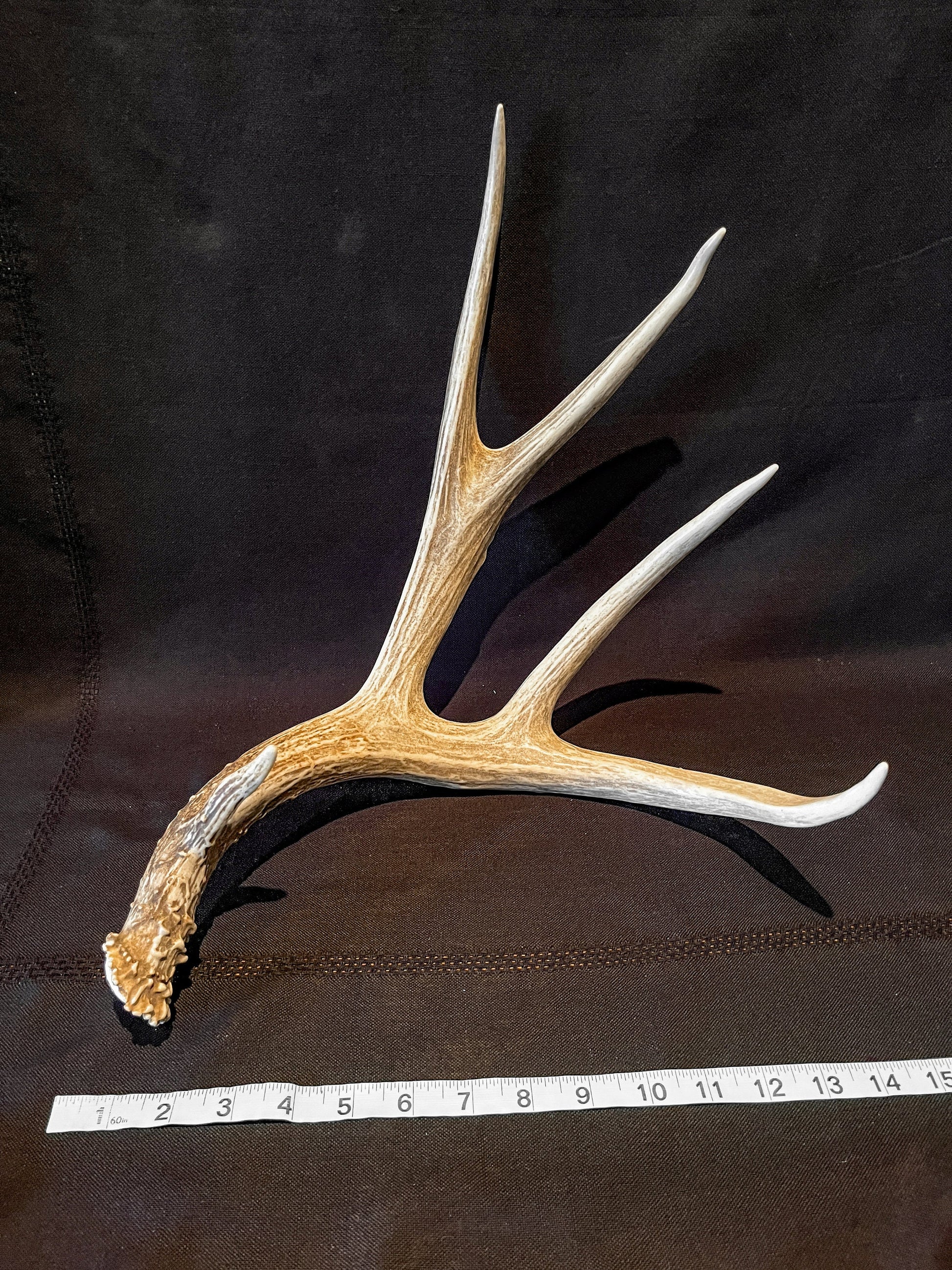 Deer Antler. Large Mule Deer Horn/Antler, Cabin, Rustic style decoration and crafting!