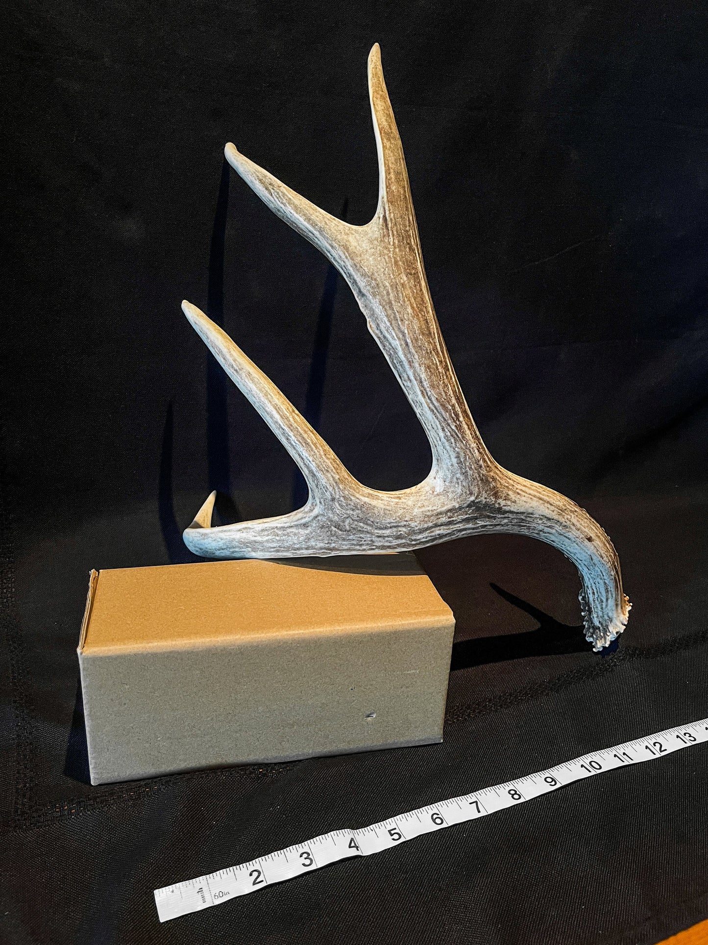 Deer Antler. Large Mule Deer Horn/Antler, Cabin, Rustic style decoration and crafting!