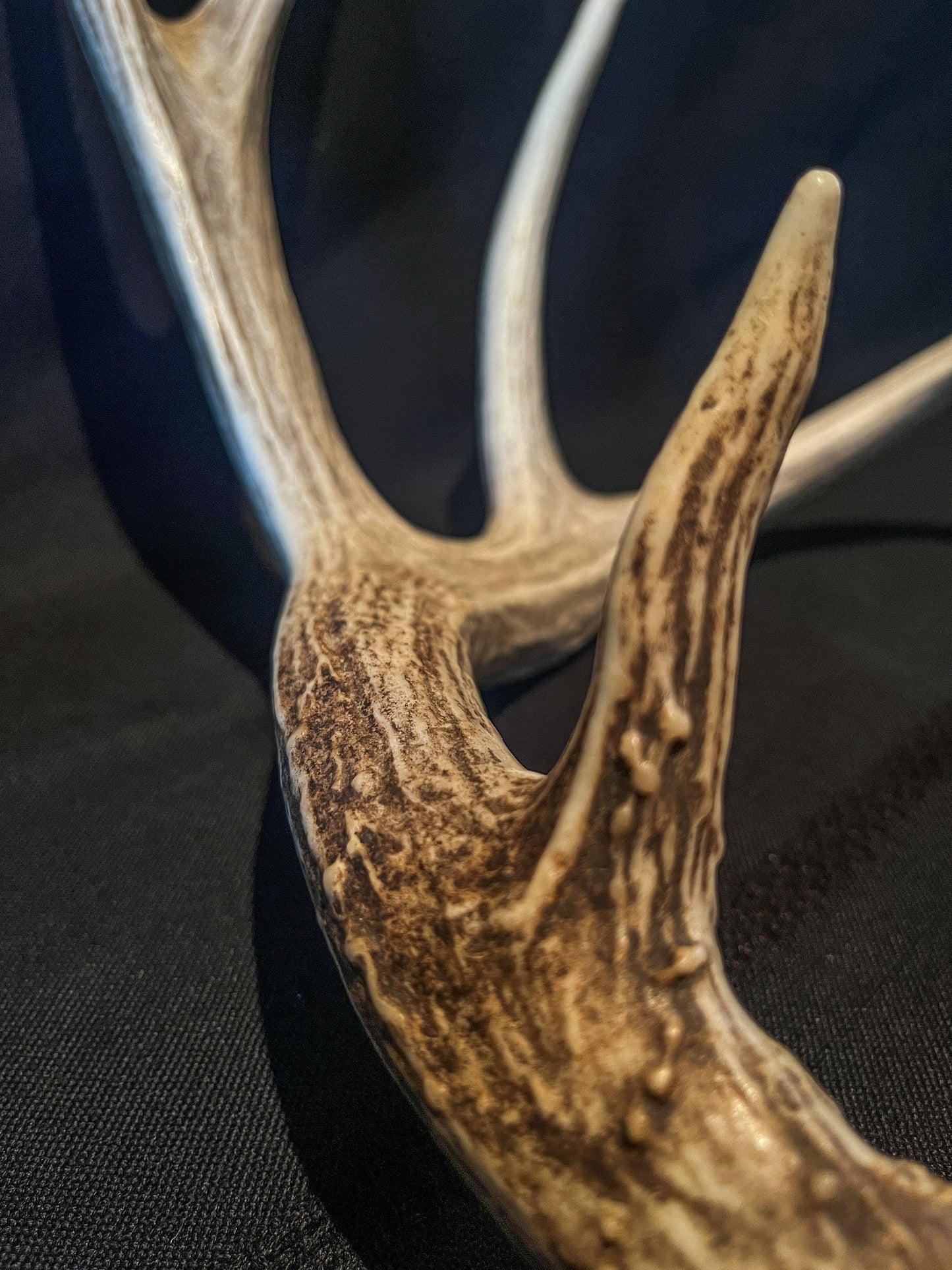 Deer Antler. Large Mule Deer Horn/Antler, Cabin, Rustic style decoration and crafting!