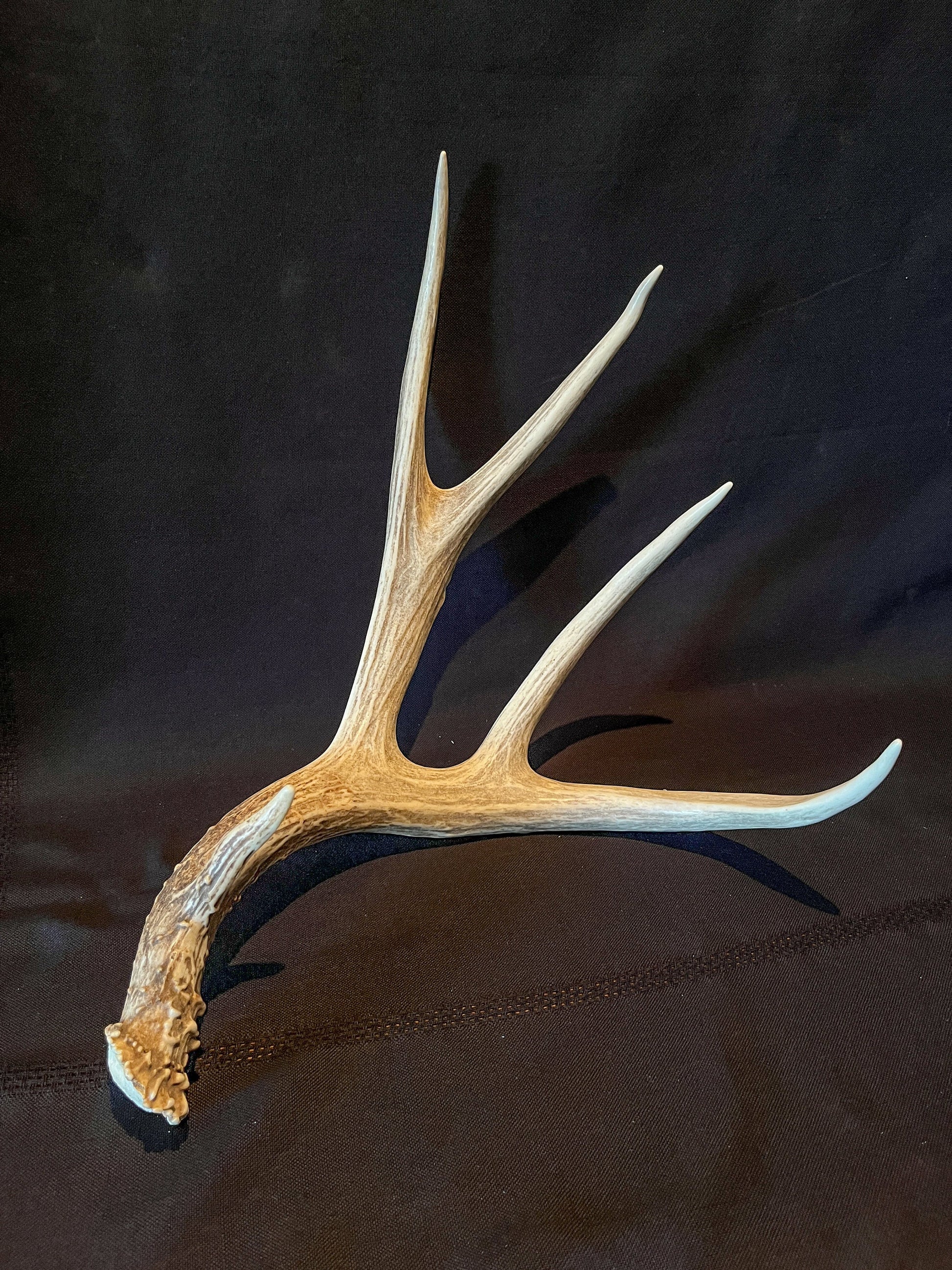 Deer Antler. Large Mule Deer Horn/Antler, Cabin, Rustic style decoration and crafting!