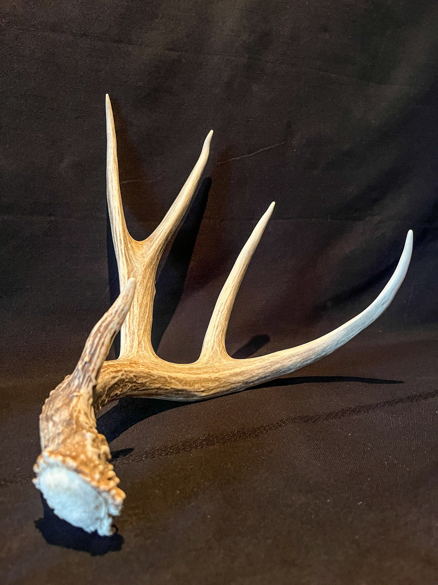 Deer Antler. Large Mule Deer Horn/Antler, Cabin, Rustic style decoration and crafting!