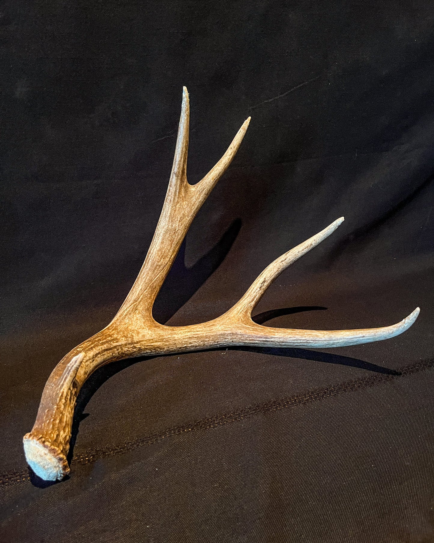 Brown Mule Deer Antler for Home Decor, Crafting, and More.