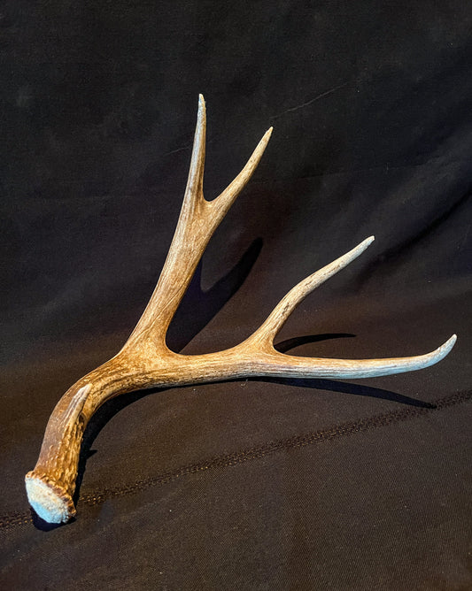 Brown Mule Deer Antler for Home Decor, Crafting, and More.