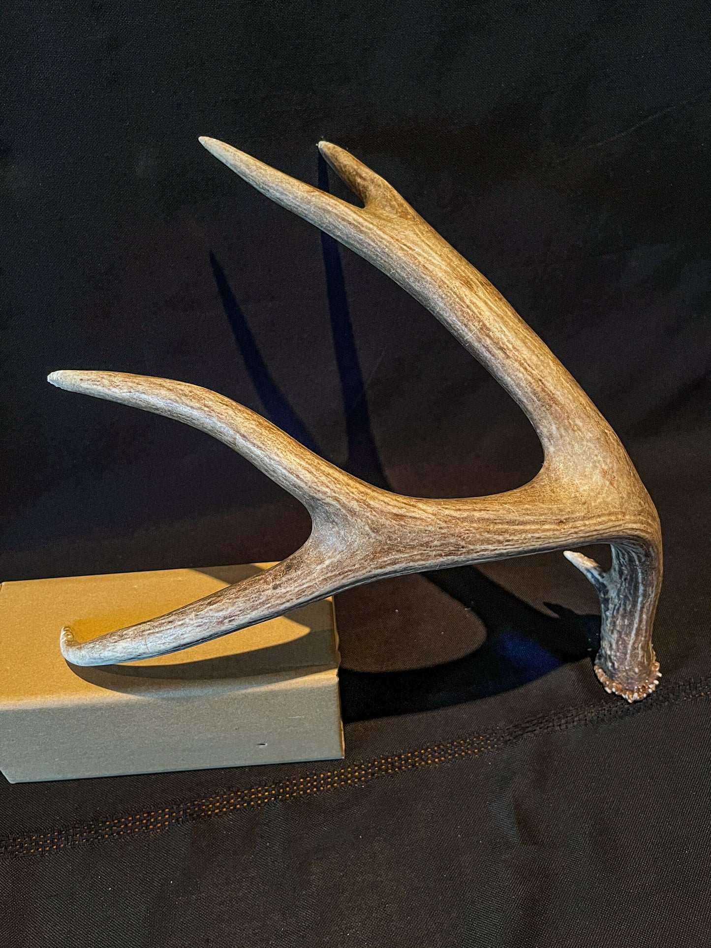 Brown Mule Deer Antler for Home Decor, Crafting, and More.