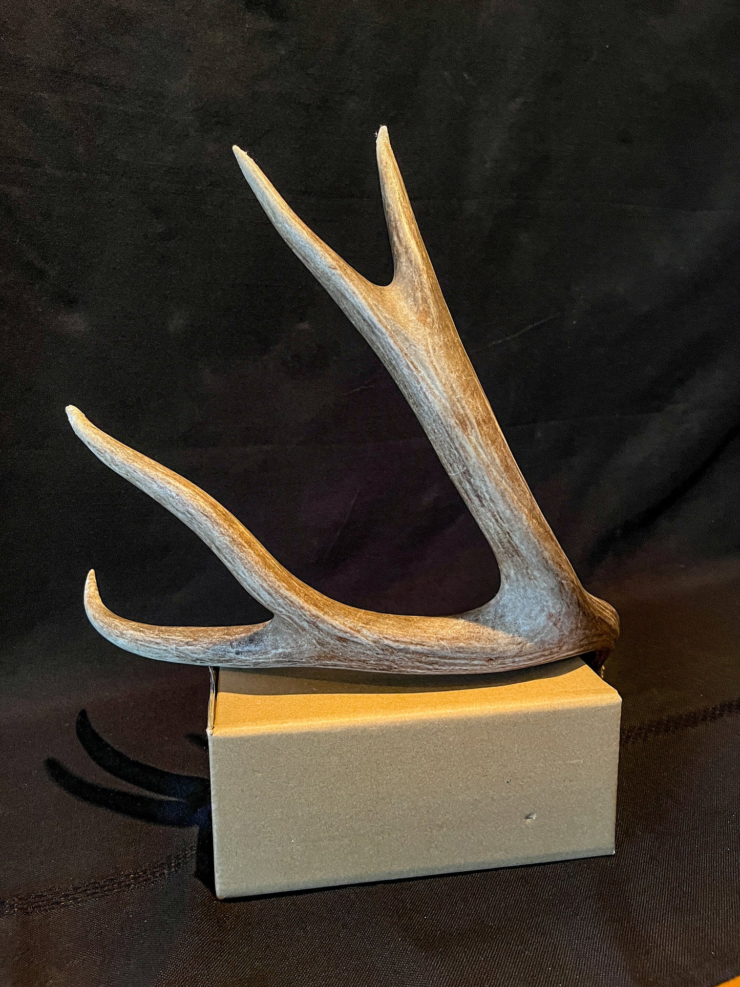 Brown Mule Deer Antler for Home Decor, Crafting, and More.