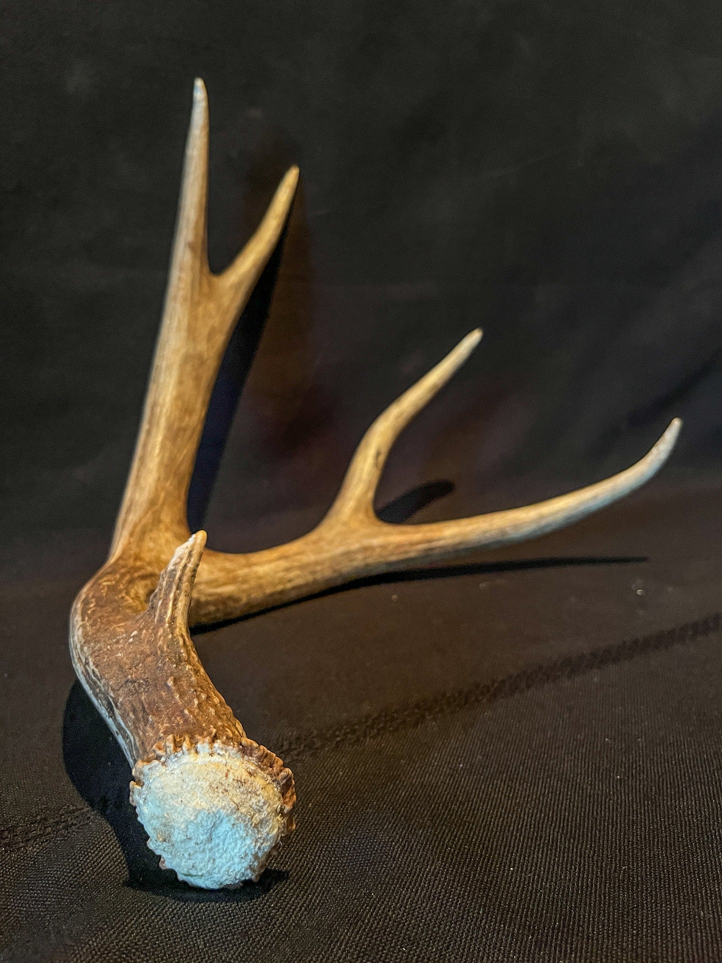 Brown Mule Deer Antler for Home Decor, Crafting, and More.