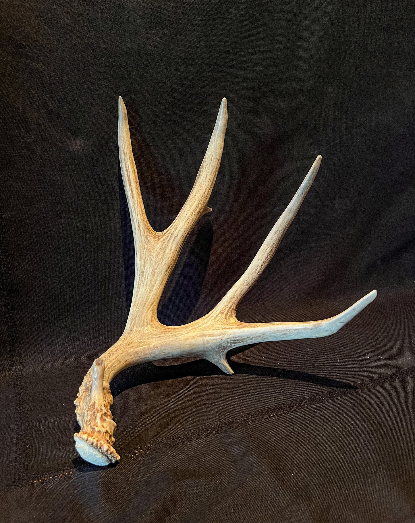 Brown 7 Point Mule deer antler. Large, Rustic style decoration. Cabin and Farm decor centrepiece.