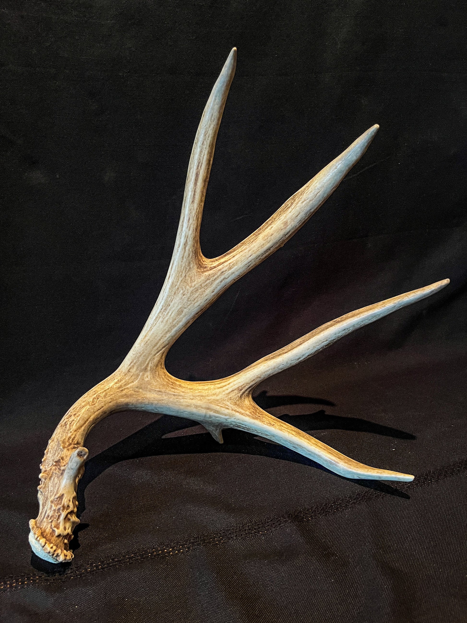 Brown 7 Point Mule deer antler. Large, Rustic style decoration. Cabin and Farm decor centrepiece.