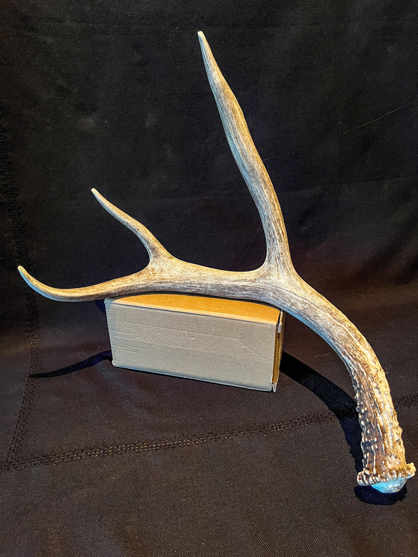 Brown Mule deer antler. Rustic style decoration. Cabin and Farm decor centrepiece. Decor item.