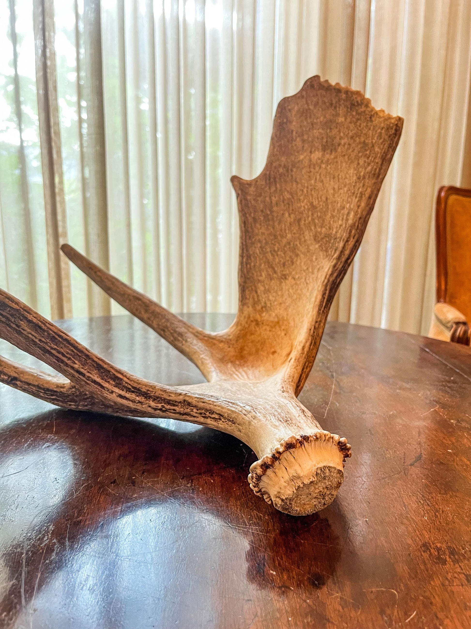 Wild Bull Moose Shed Antler. Interior Design and Decor Item.