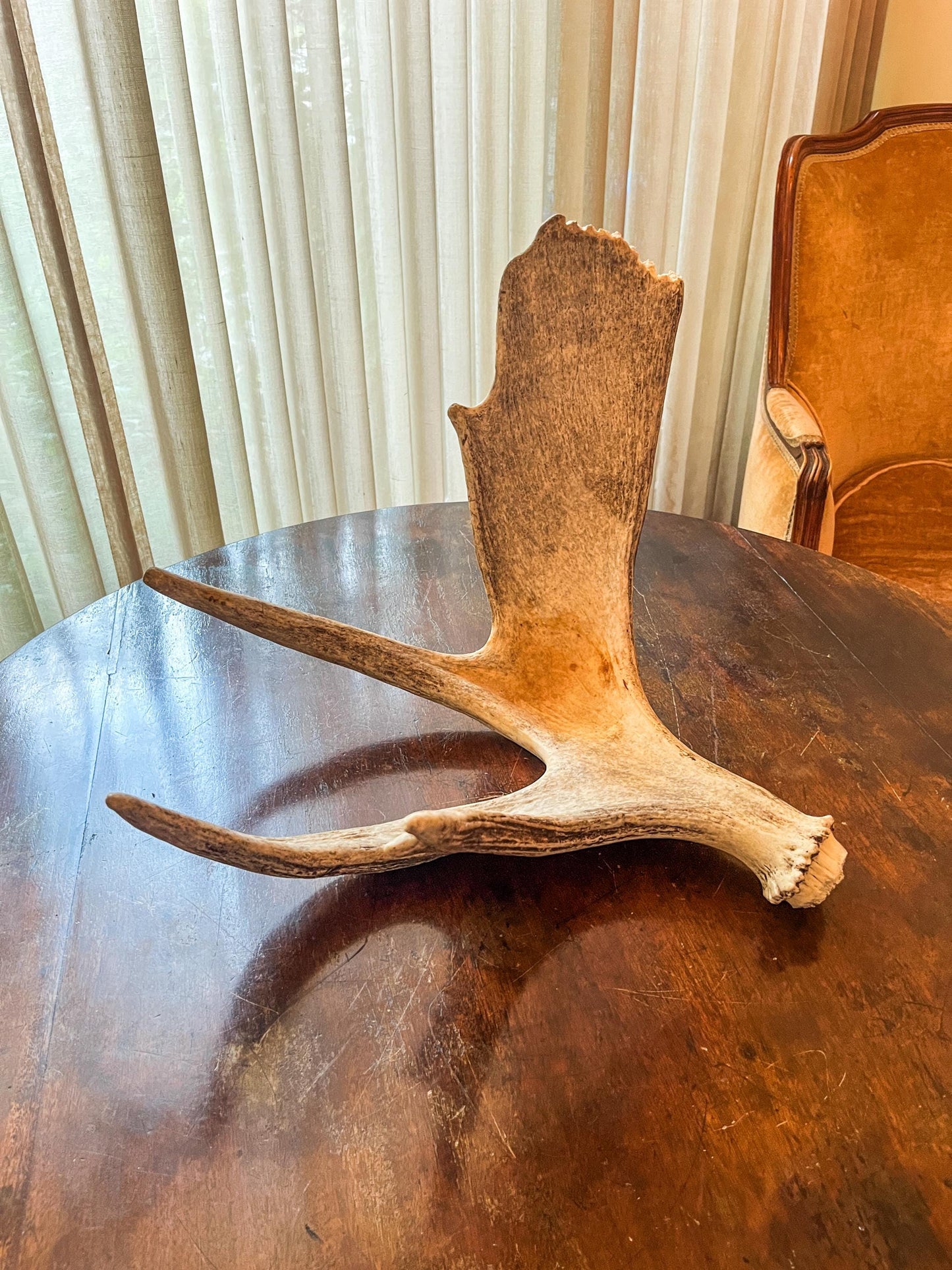 Wild Bull Moose Shed Antler. Interior Design and Decor Item.